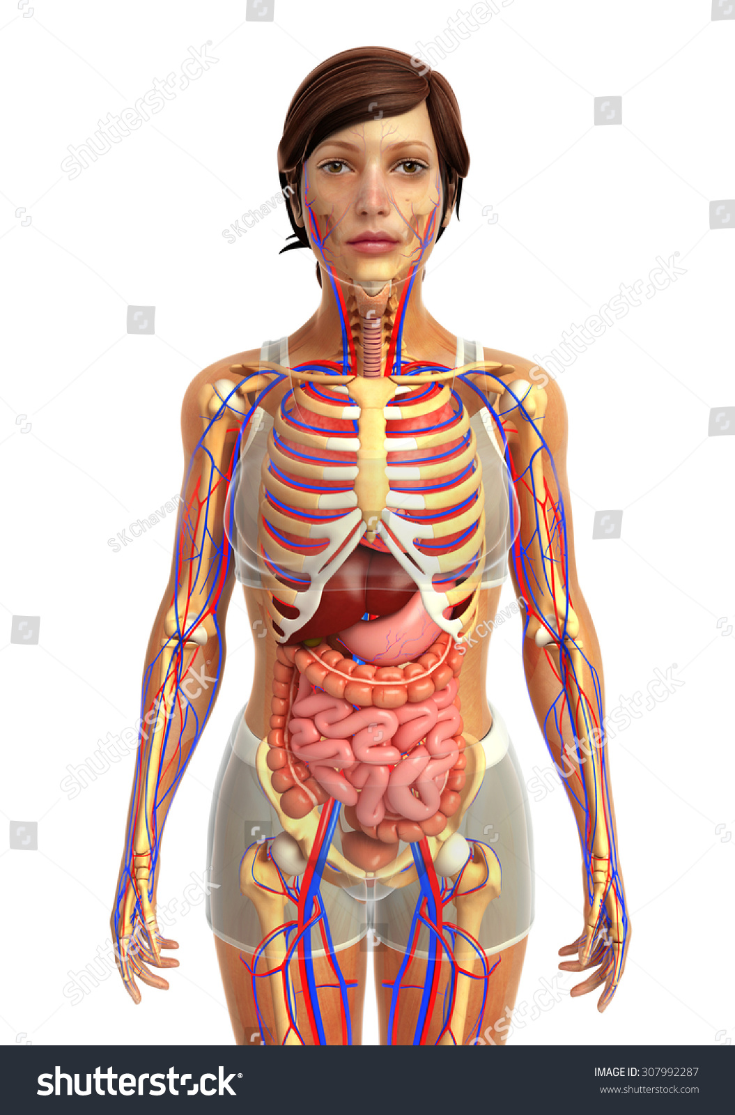 3d Rendered Illustration Female Digestive System Stock Illustration 307992287 Shutterstock 