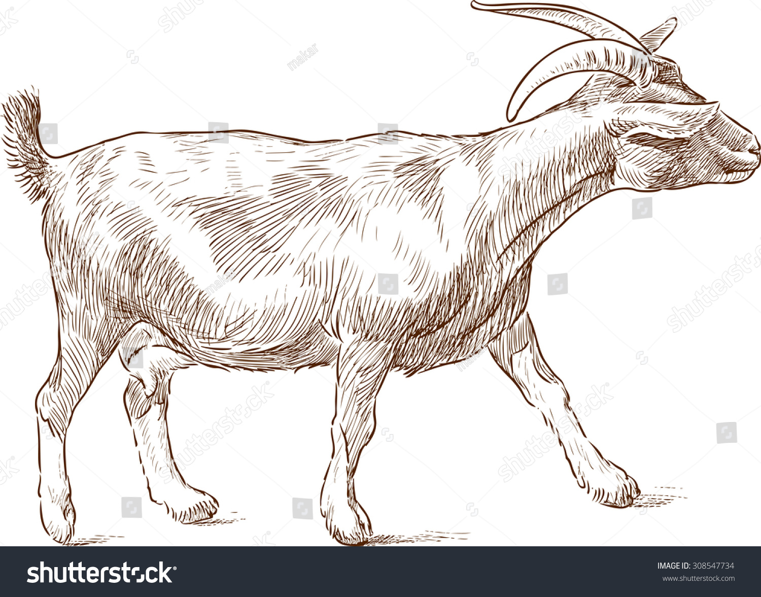 Наброски козы