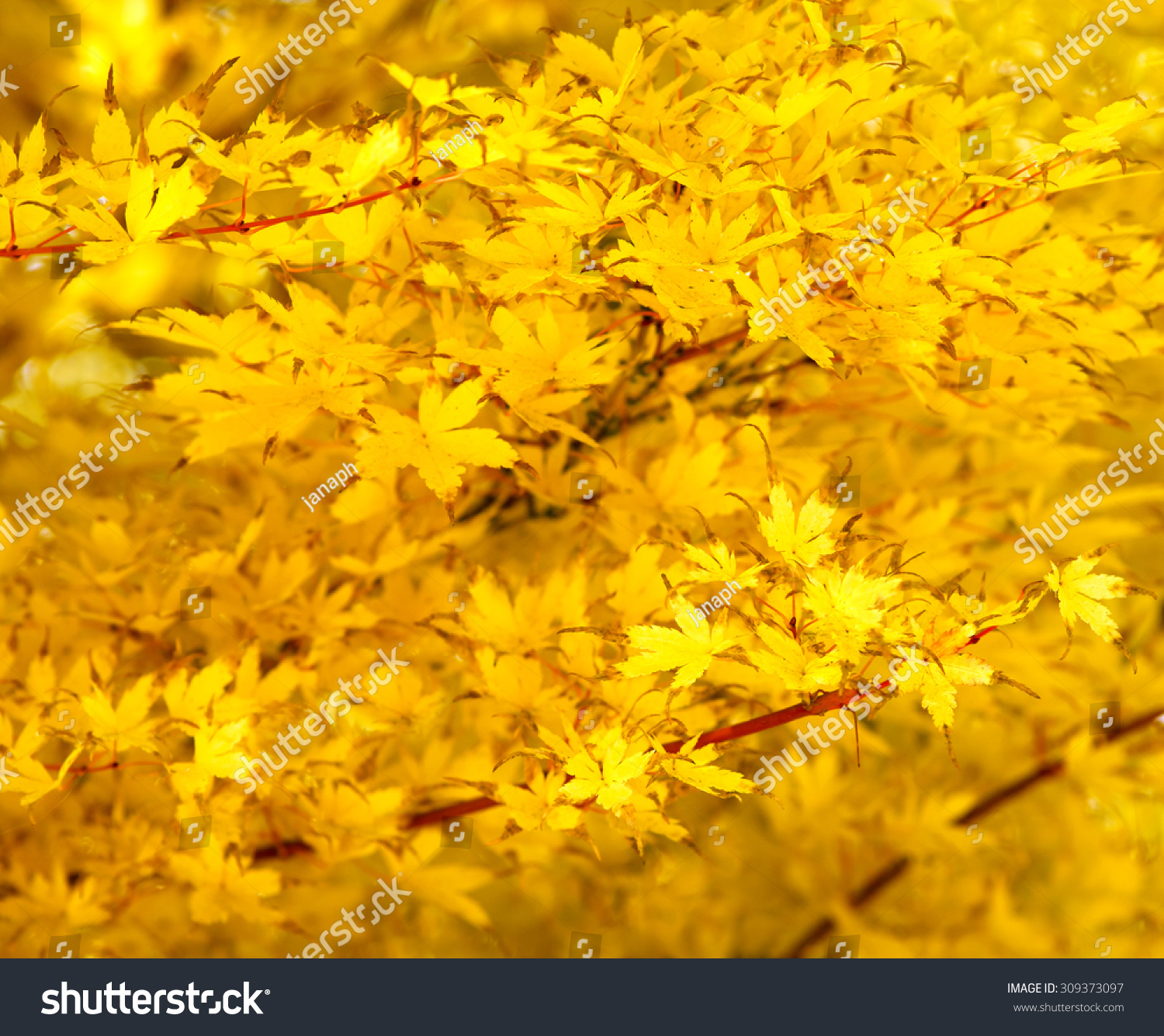 Japanese Maple Acer Palmatum Yellow Leaves Stock Photo 309373097 ...