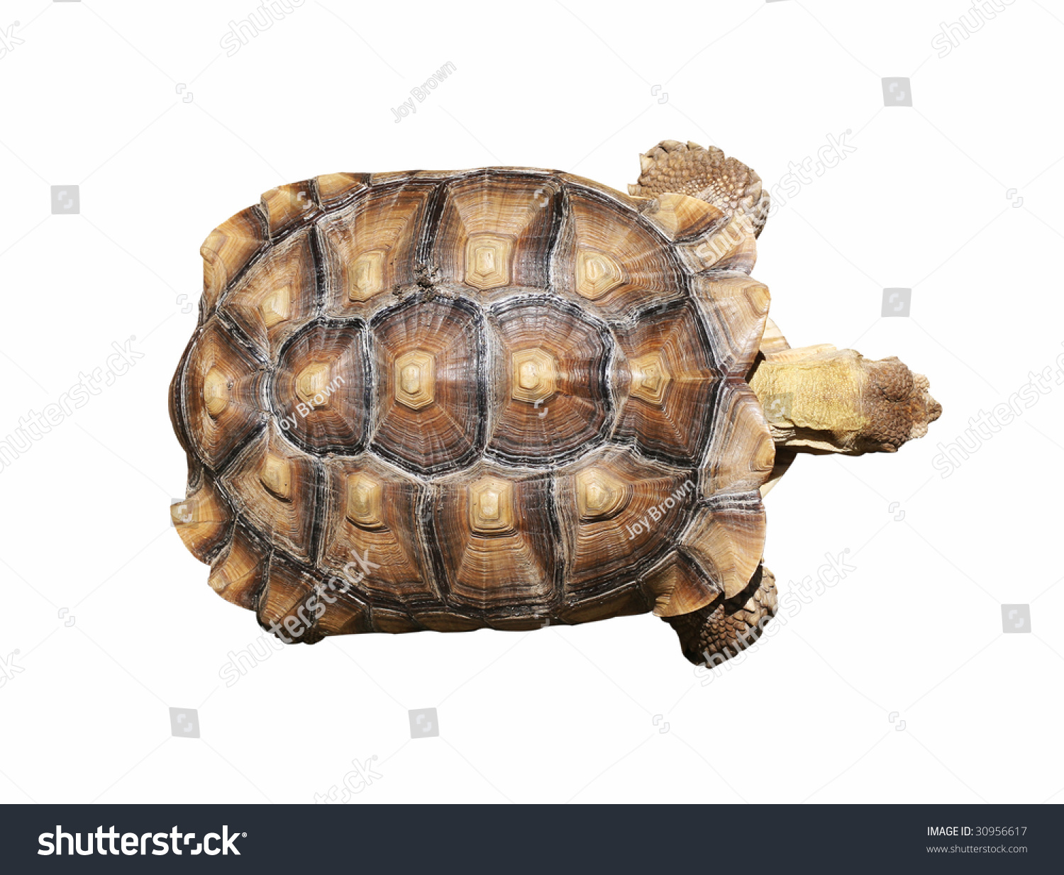 African Spurthigh Tortoise Clipping Path Stock Photo 30956617 ...