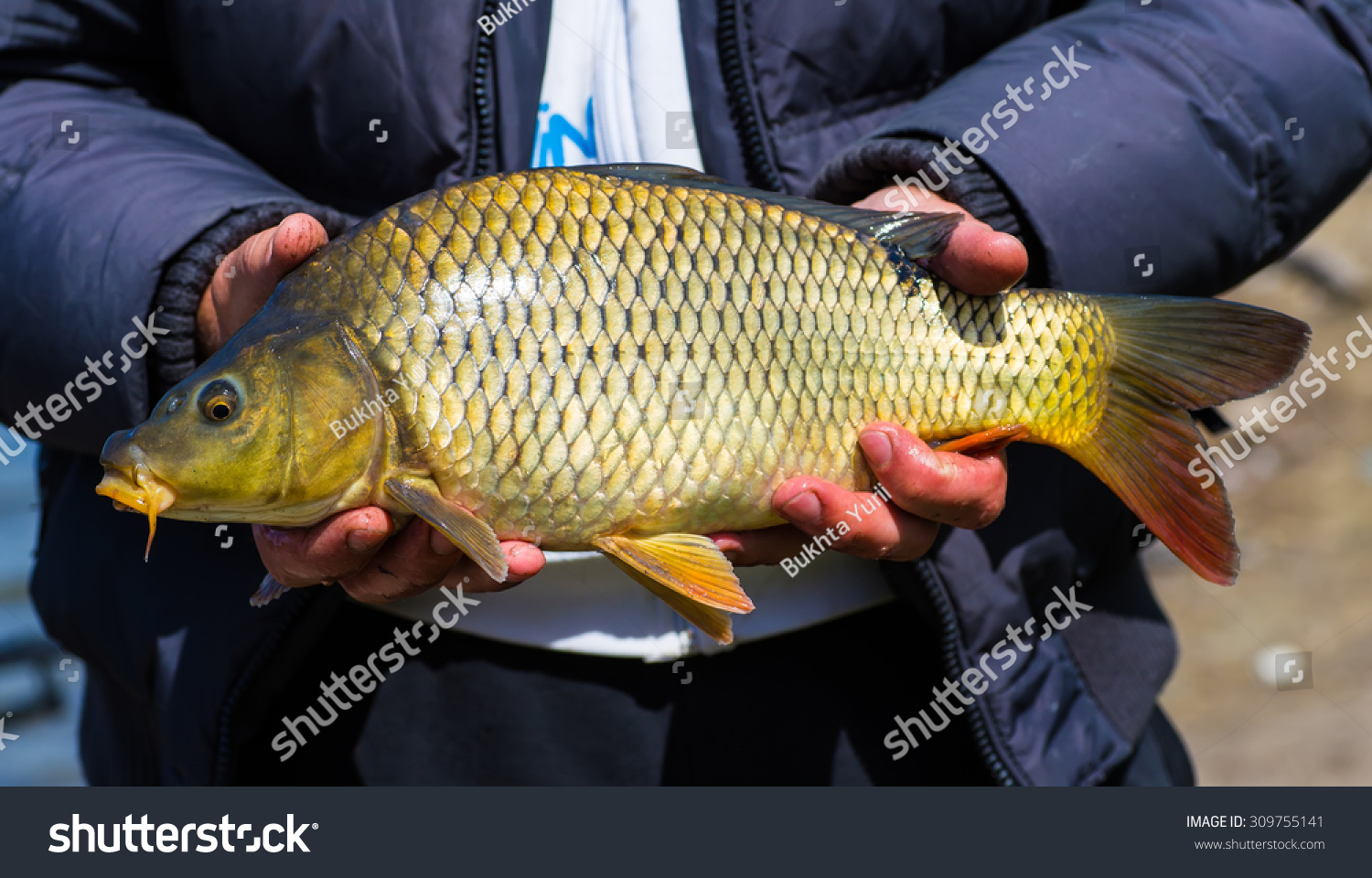 Золотой карп рыбалка