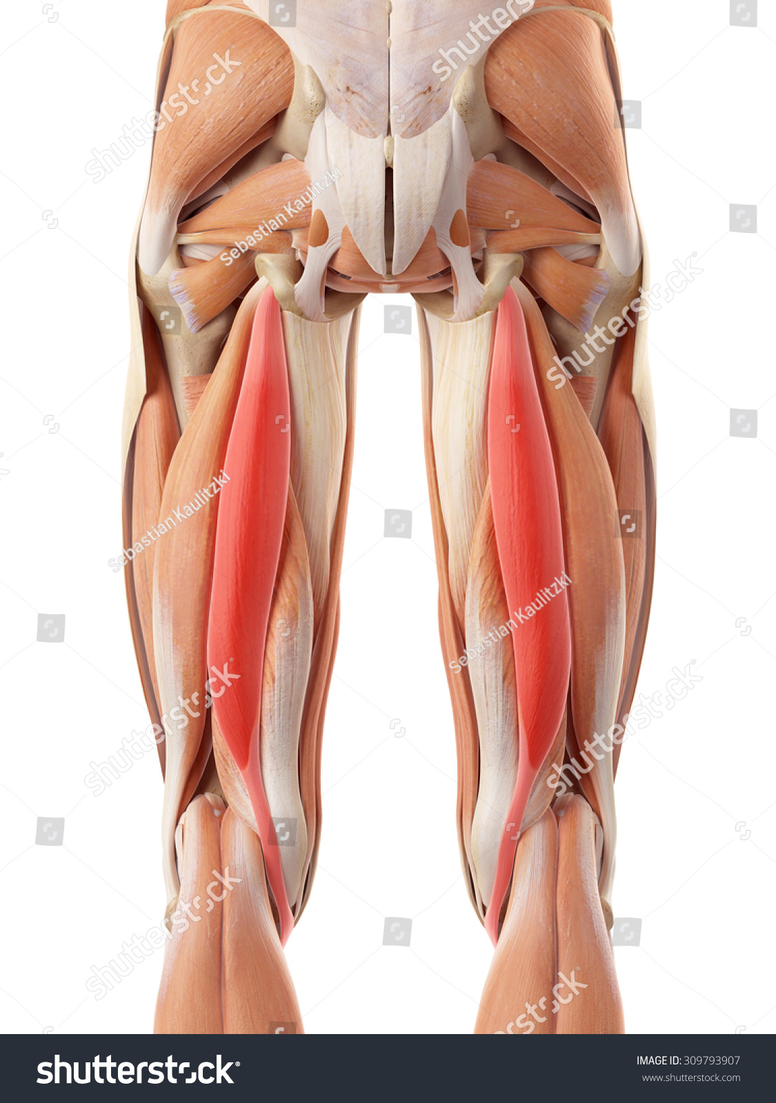 Medically Accurate Illustration Semitendinosus Stock Illustration 309793907 Shutterstock 3737