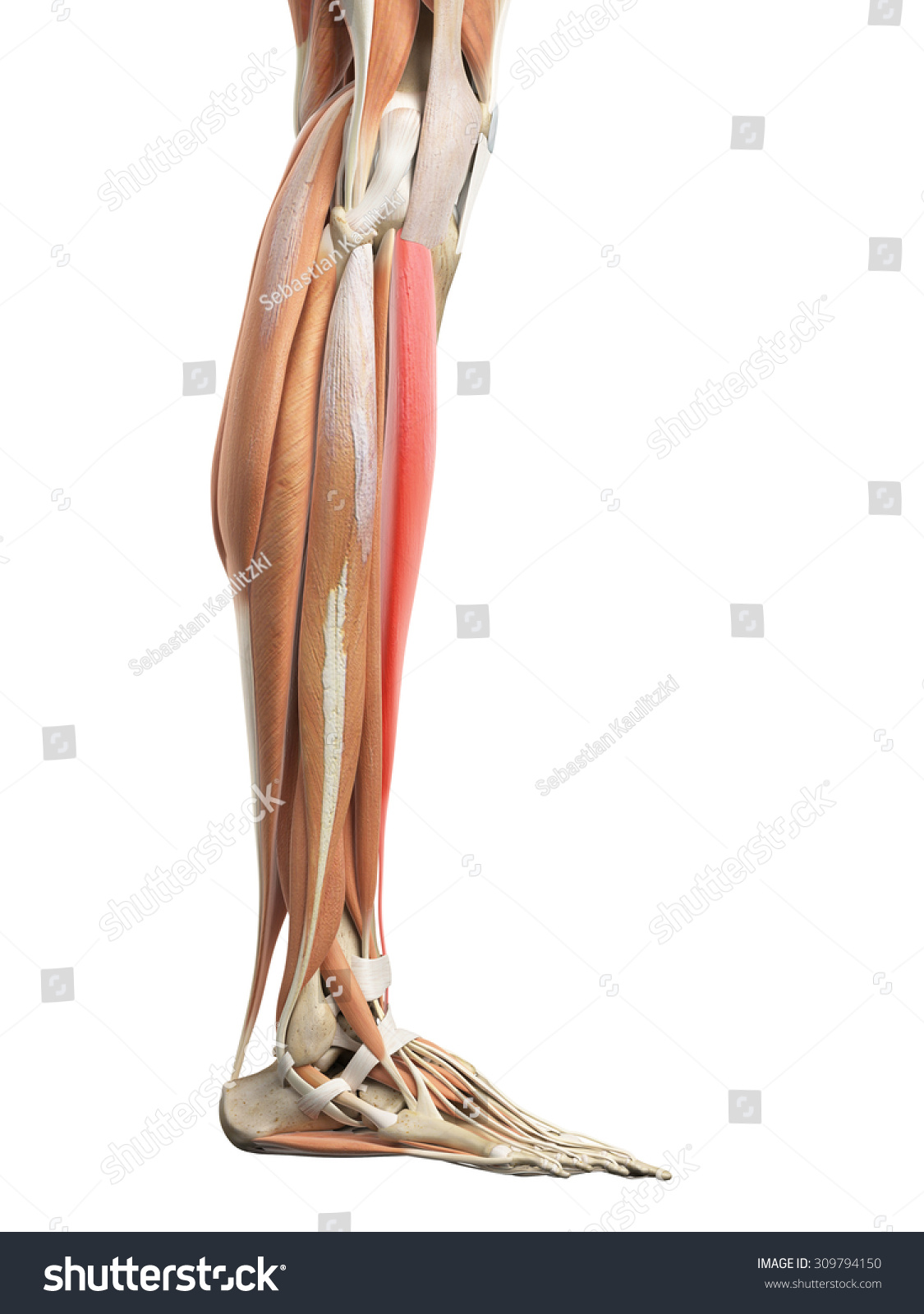 Medically Accurate Illustration Tibialis Anterior Stock Illustration ...