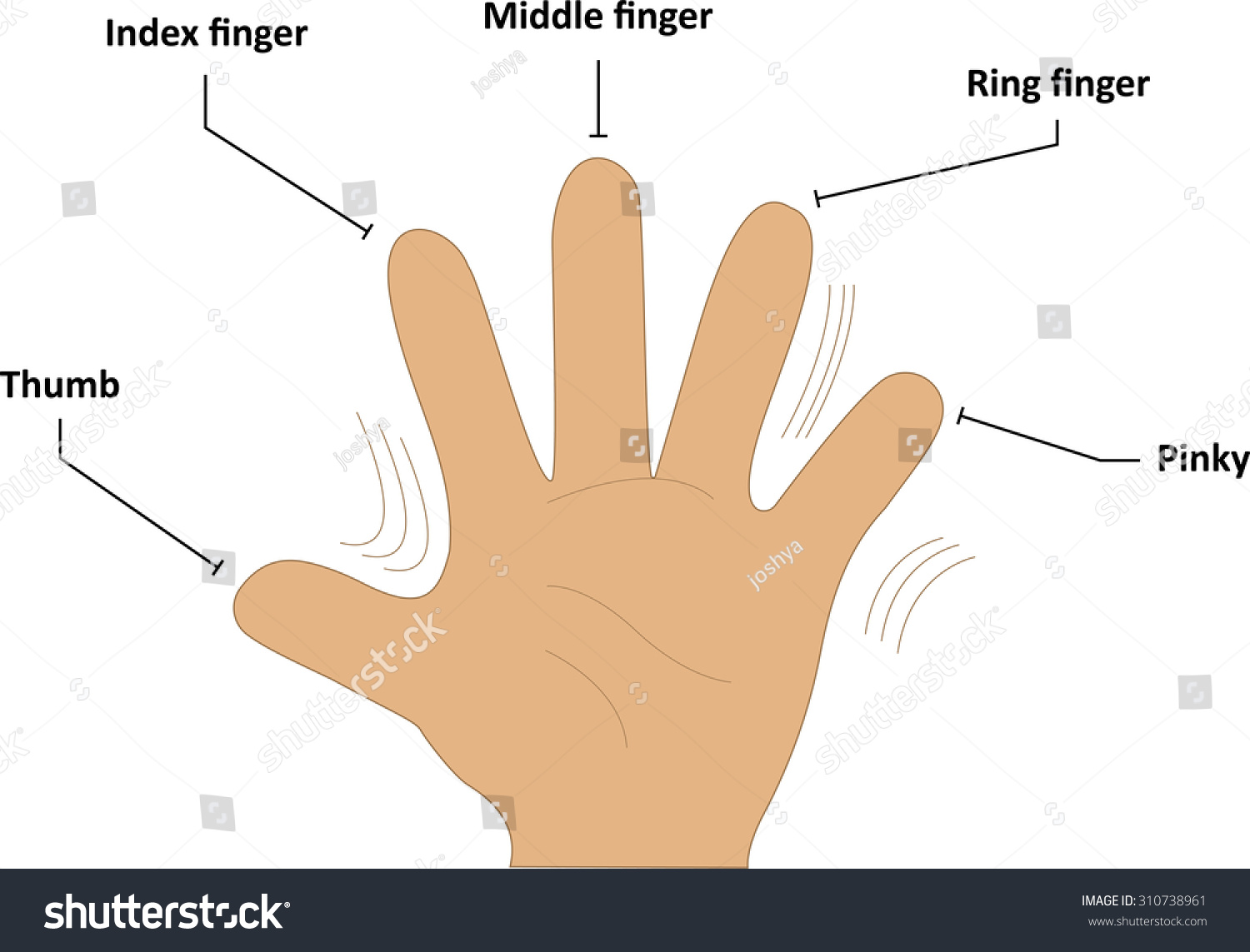 Names of fingers in English