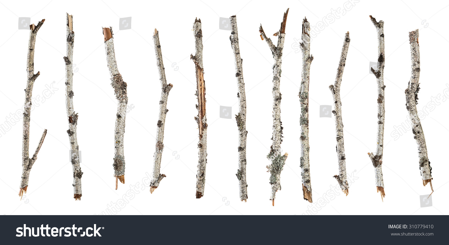 29,118 Birch twig Images, Stock Photos & Vectors | Shutterstock