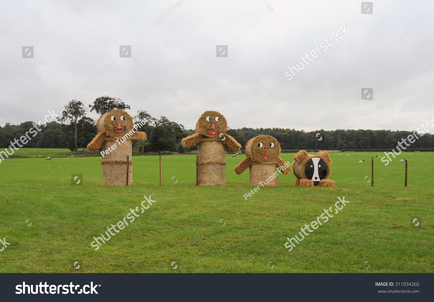 Family Scarecrows Made Straw Bales Field Stock Photo 311034260 ...