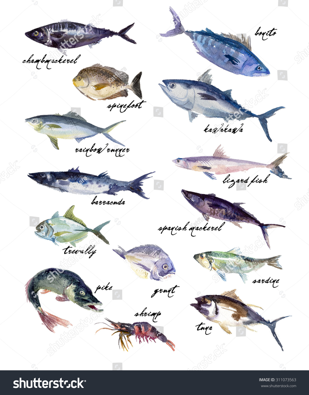 Collection Watercolor Hand Drawn Fish Isolated Stock Illustration ...