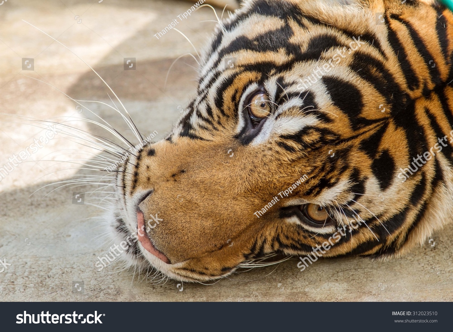 Tigers Wild Animals That Highly Vigilant Stock Photo 312023510 ...