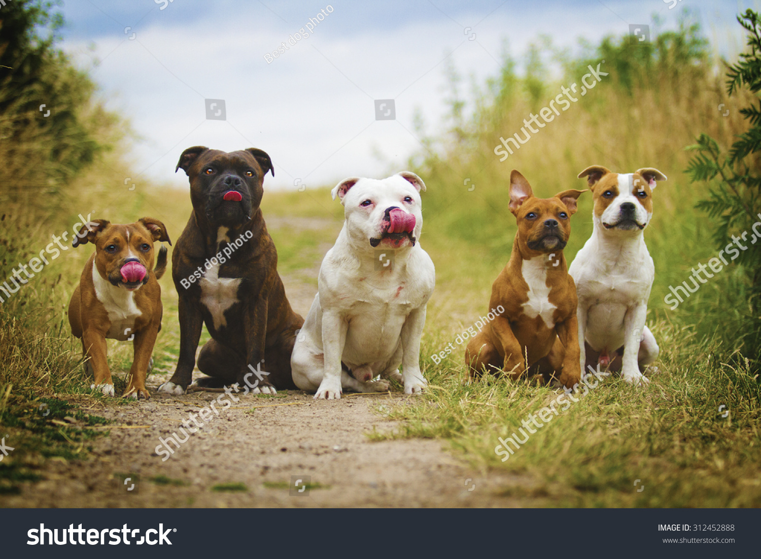 5 группа собак. Группы собак. Четыре собаки. Много собак. Много щенков.