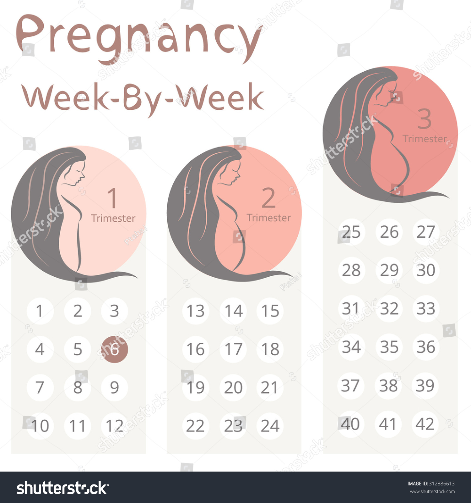 Pregnancy Week By Week Calendar Trimesters Stock Vector (Royalty Free
