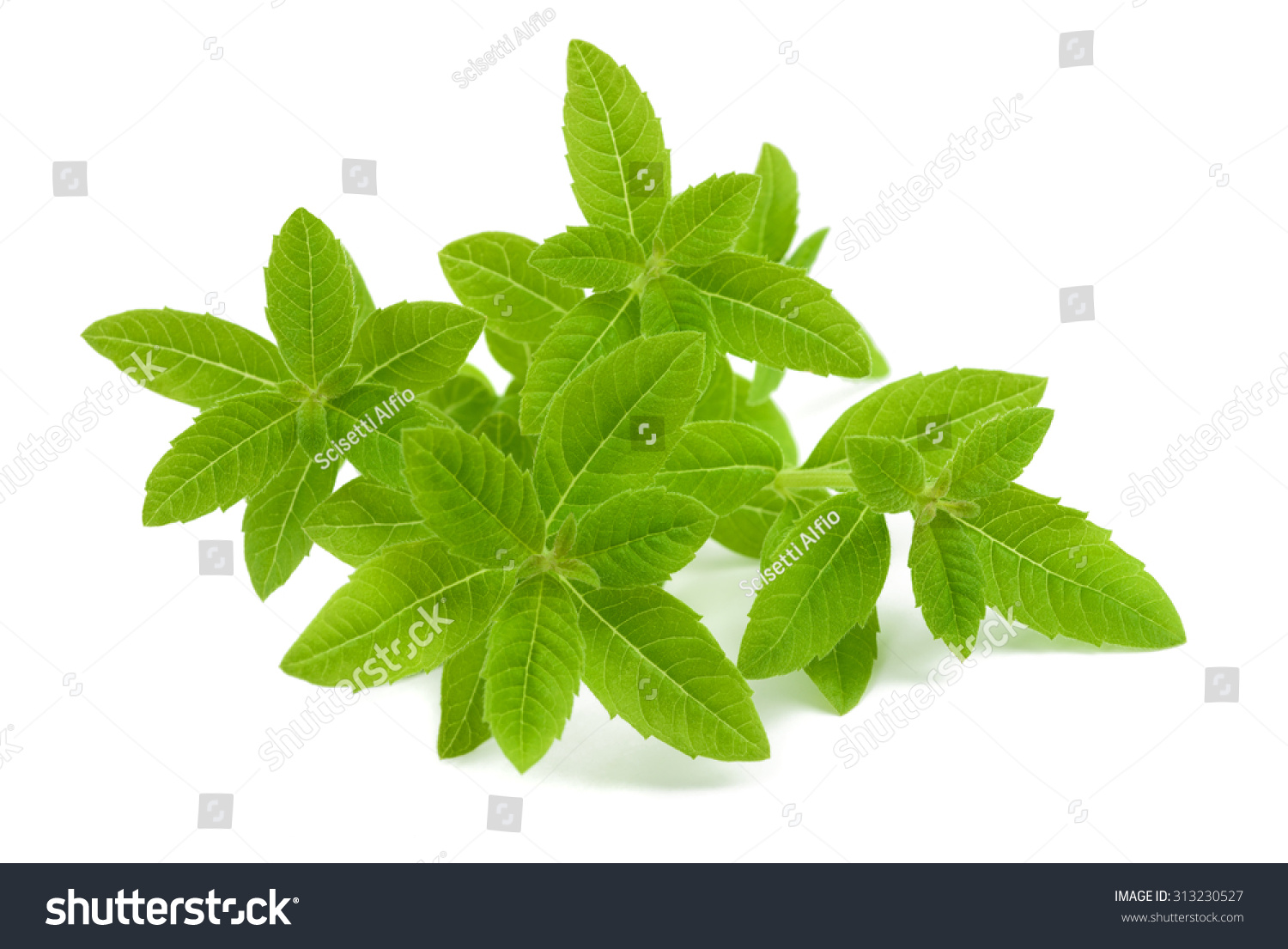 Lemon Verbena Isolated On White Background Stock Photo 313230527 ...