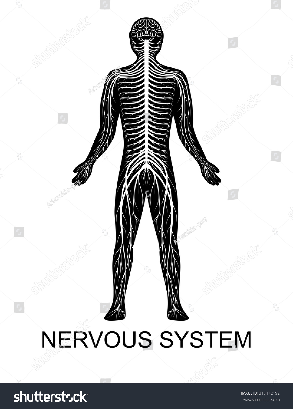 Illustration Structure Human Nervous System Stock Vector (Royalty Free ...