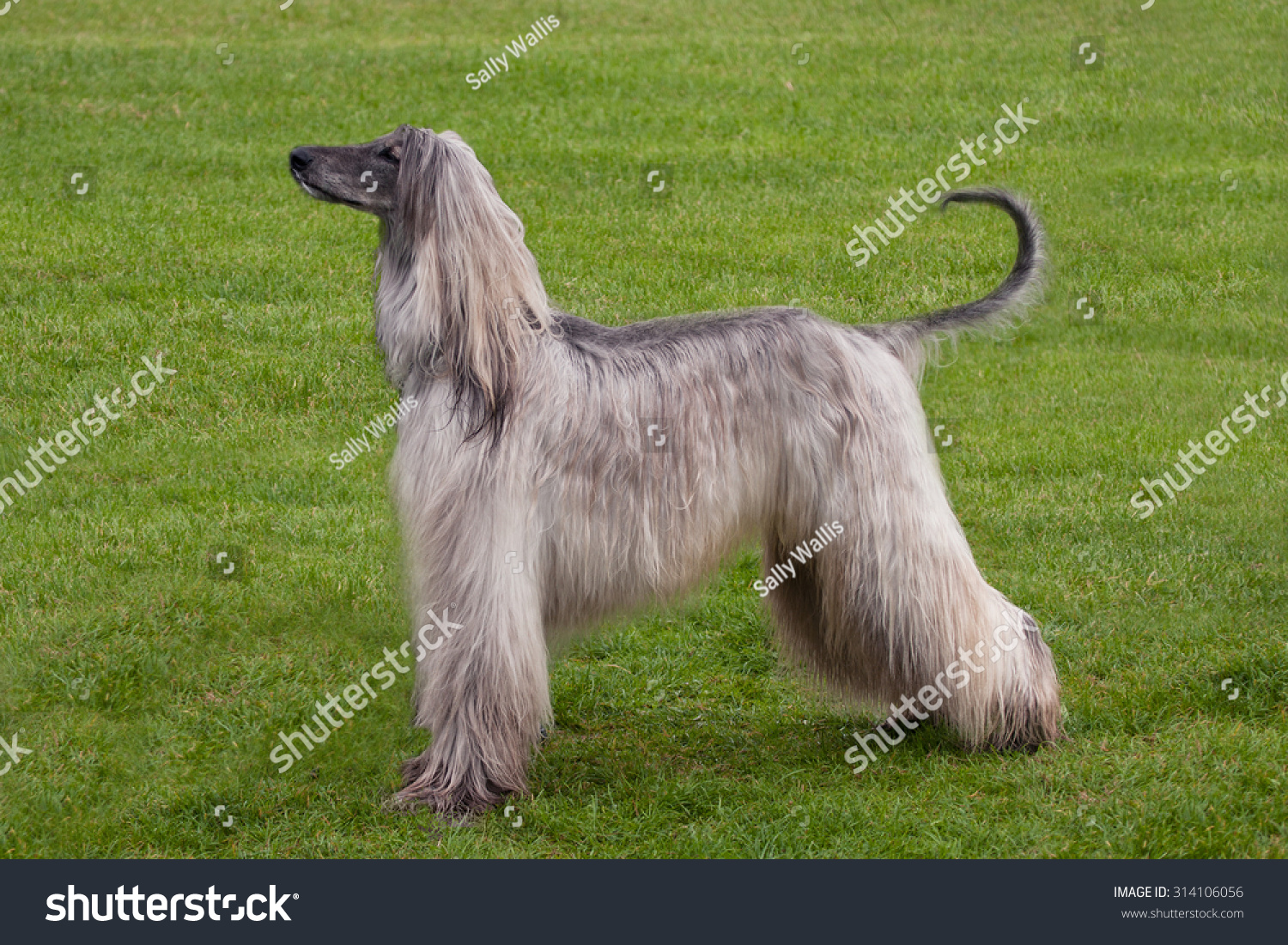 how do you groom afghan hound