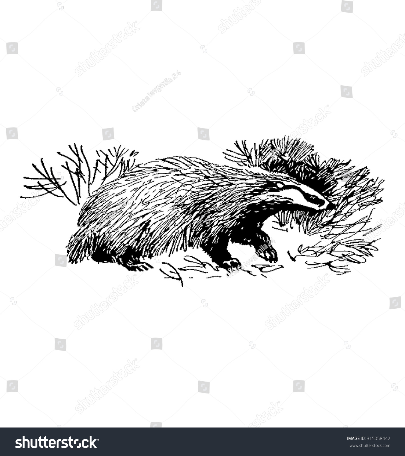 Badger Badger Sketch Drawing Badger Badger Stock Vector (Royalty Free ...