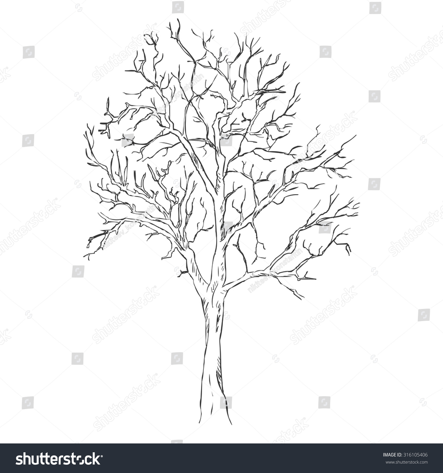 Vector Single Sketch Bare Tree Stock Vector (Royalty Free) 316105406 ...