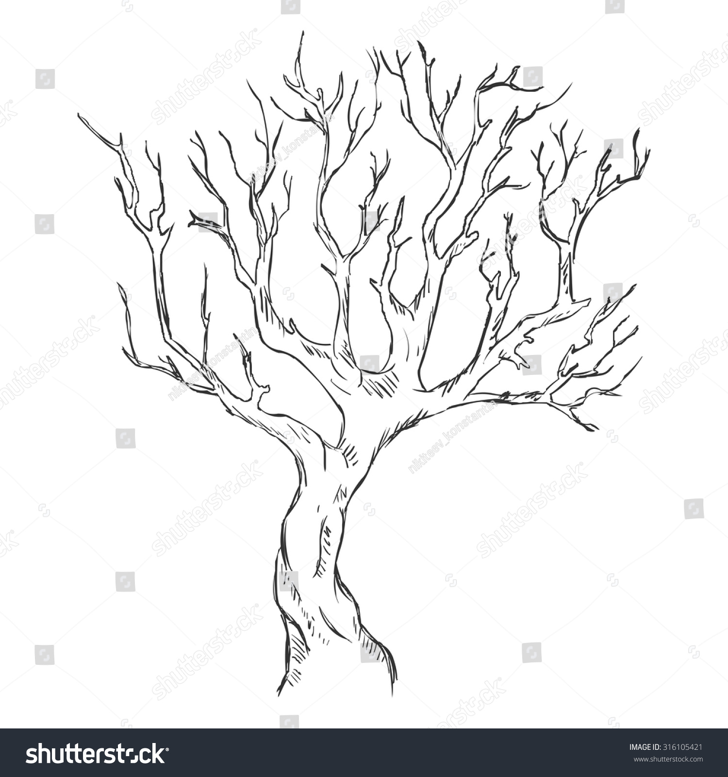 Vector Single Sketch Bare Tree Stock Vector (Royalty Free) 316105421 ...