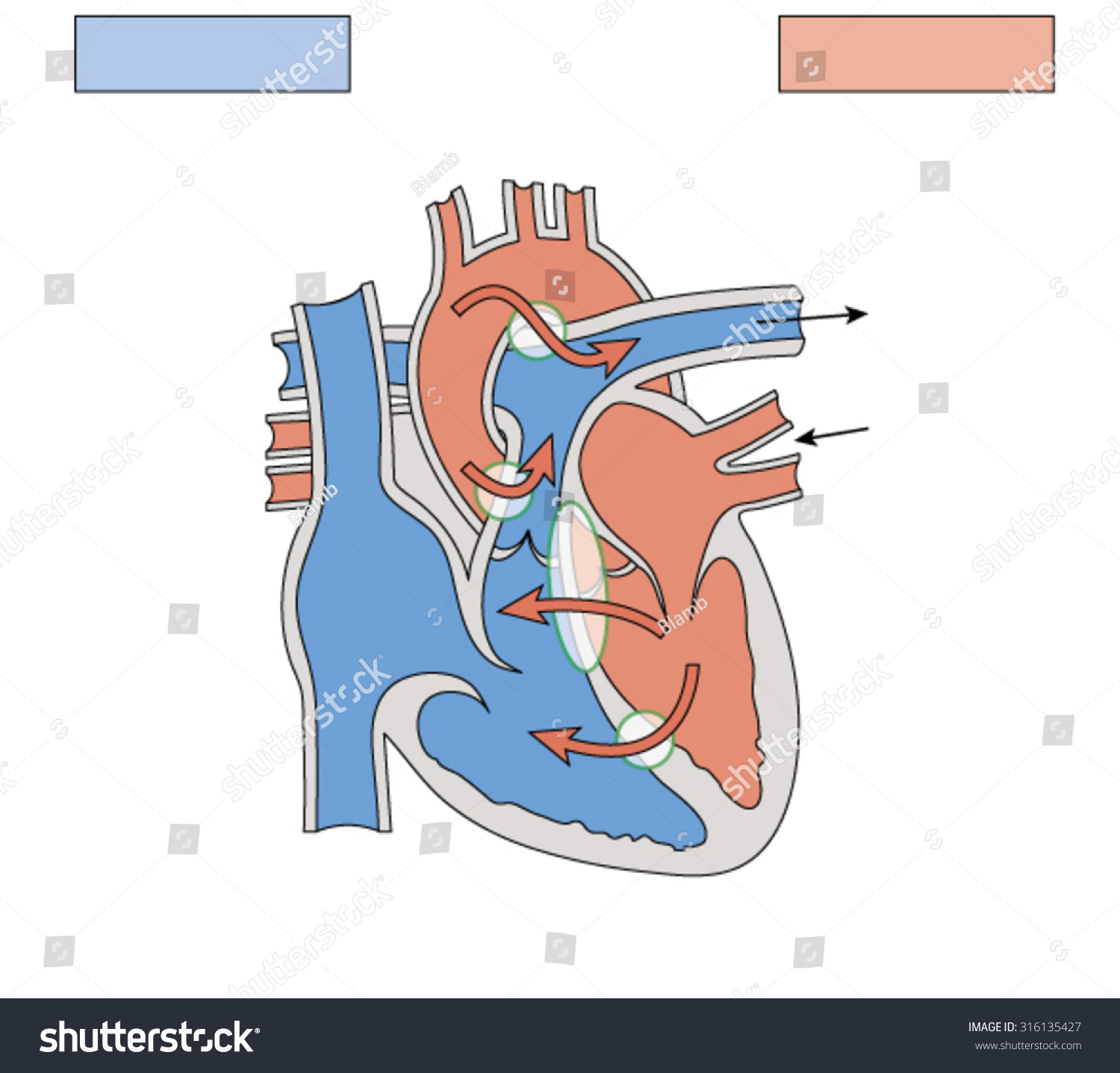 Congenital Heart Defects Resulting Abnormal Blood Stock Vector (Royalty ...