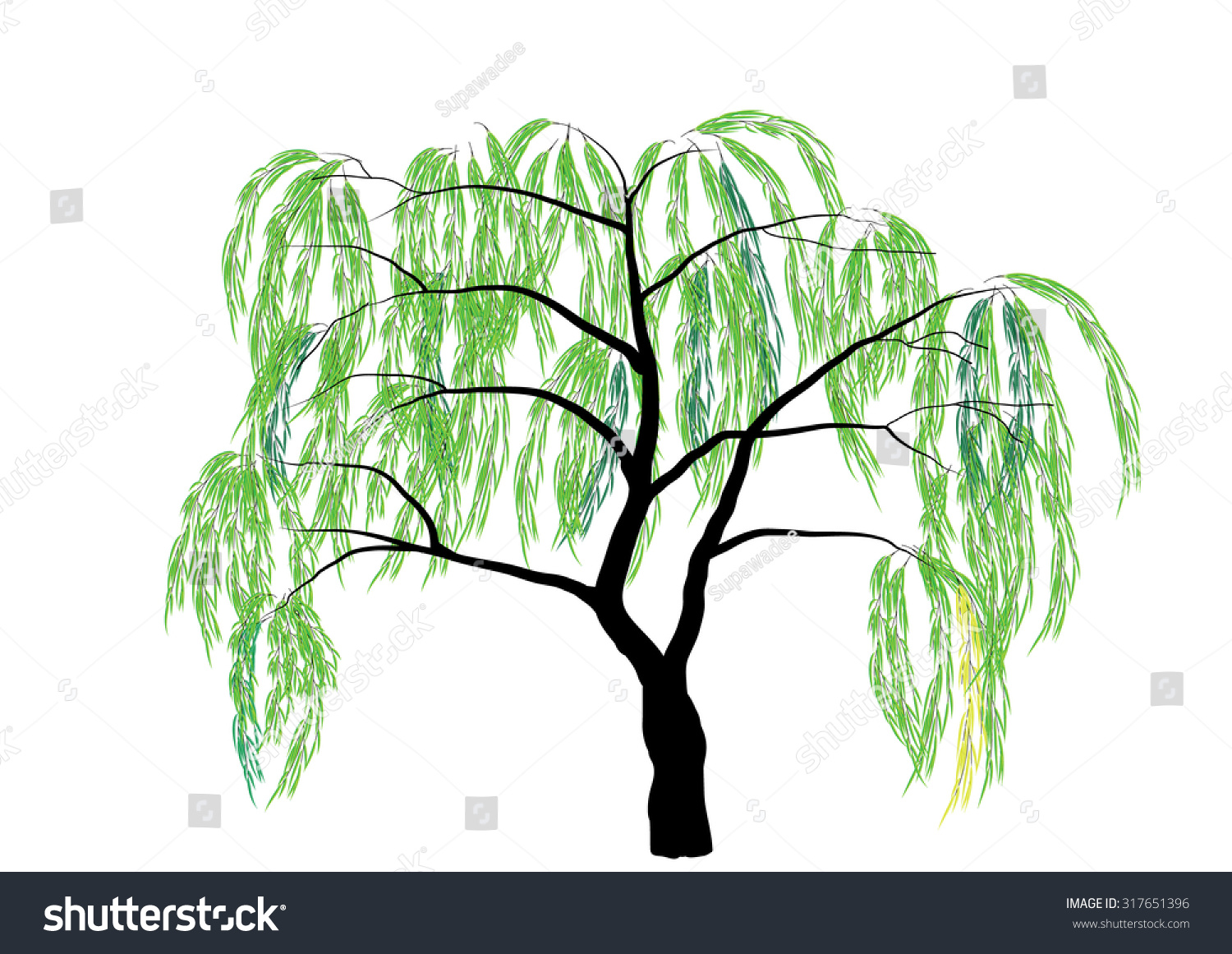 Ива дерево рисунок