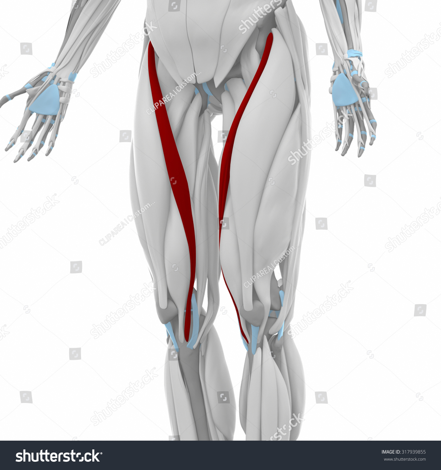 Sartorius Muscles Anatomy Map Stock Illustration 317939855 | Shutterstock