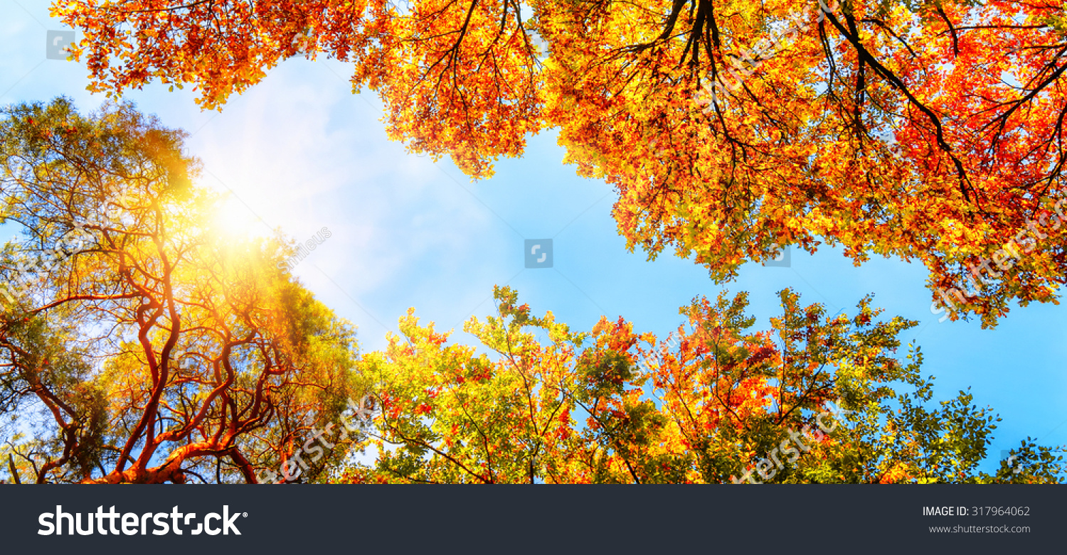 Warm Autumn Sun Shining Through Golden Stock Photo 317964062 | Shutterstock