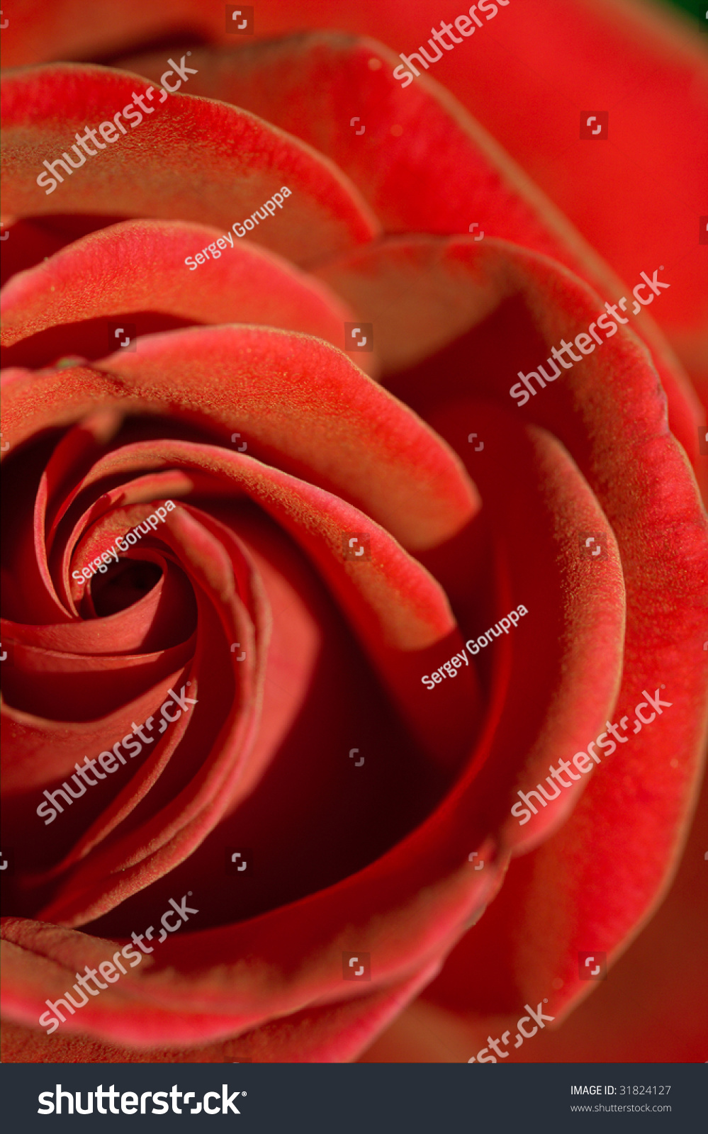 Beautiful Red Rose Symbol Love Stock Photo 31824127 Shutterstock