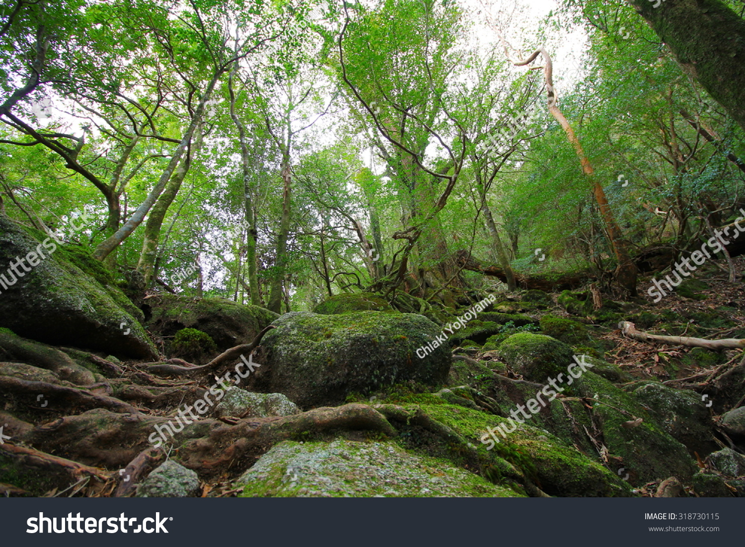 Yakushima Shiratani Unsuikyo Stock Photo Shutterstock