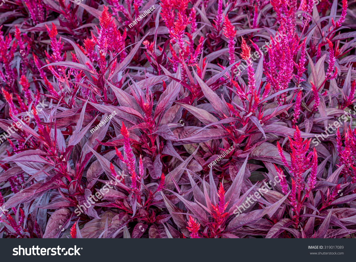 Background Bright Red Celosia Dragons Breath Stock Photo 319017089 