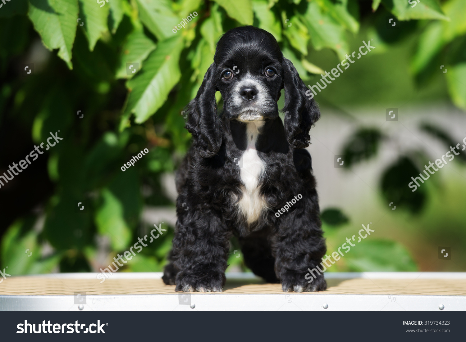 black and white cocker spaniel puppy