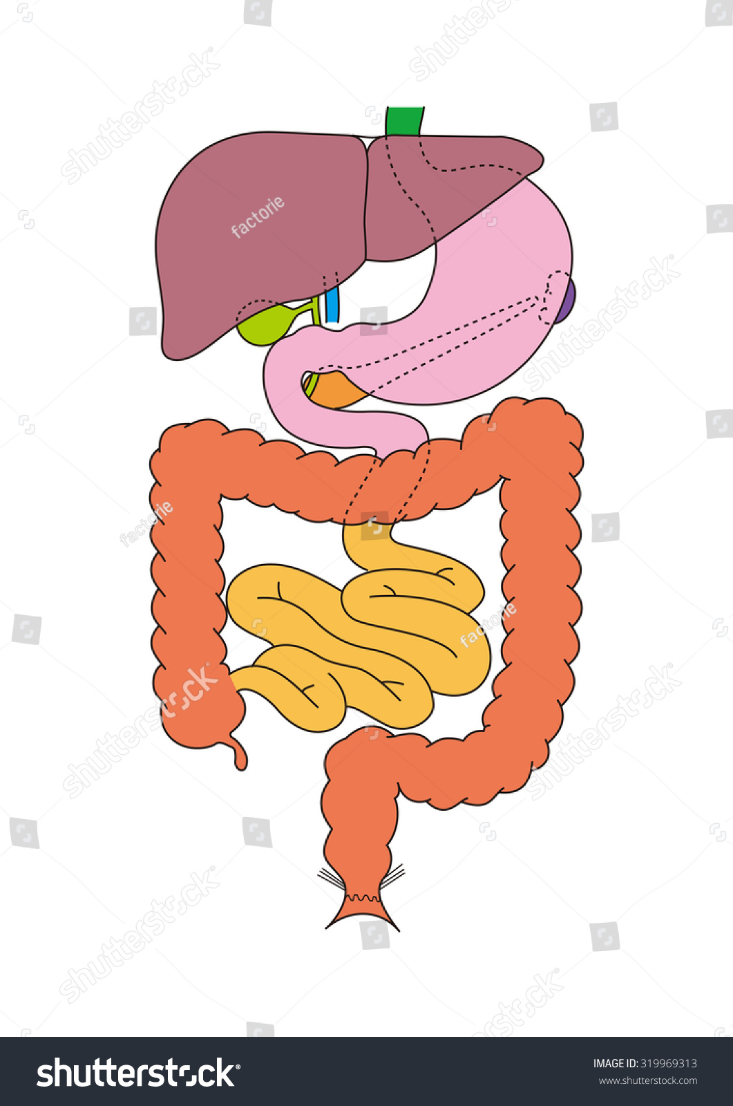 Internal Organs Human Body Stock Illustration 319969313 | Shutterstock