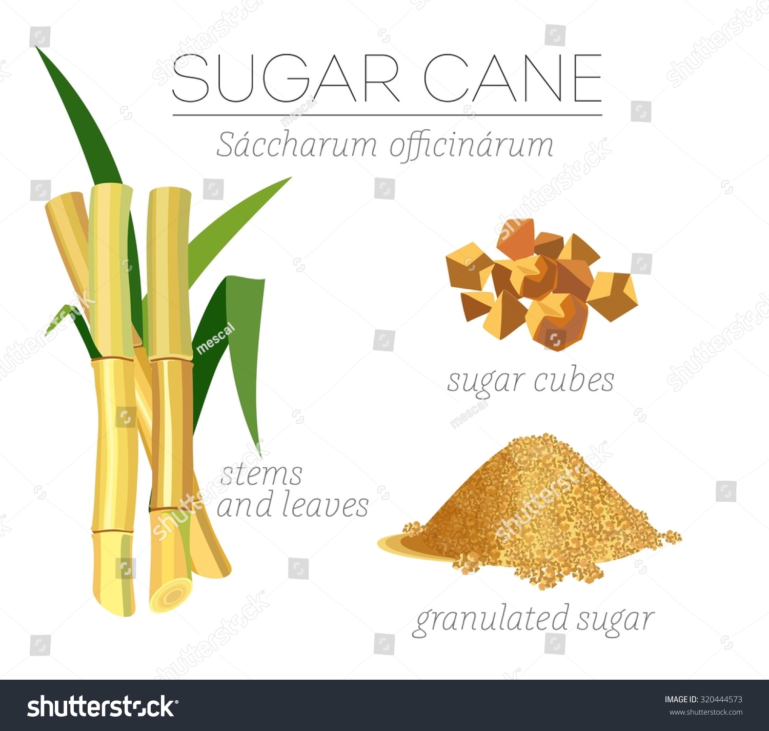 Superfood Sugar Cane Vector Set Stalk Stock Vector (royalty Free 