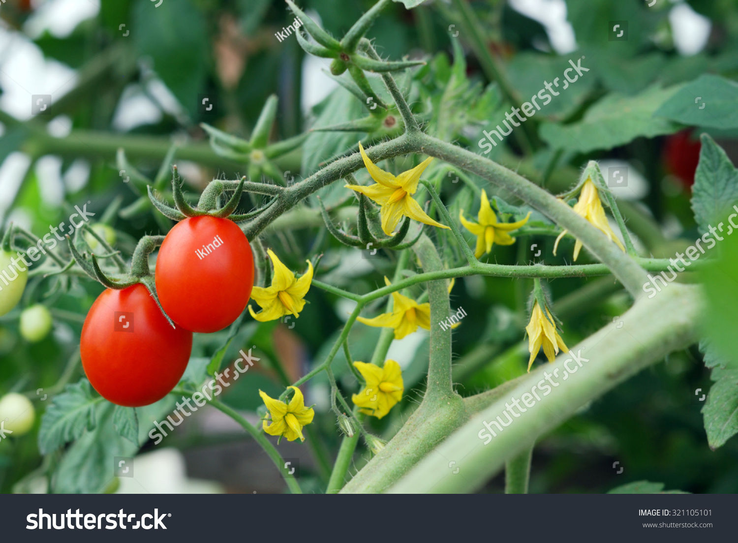 Обработка томатов
