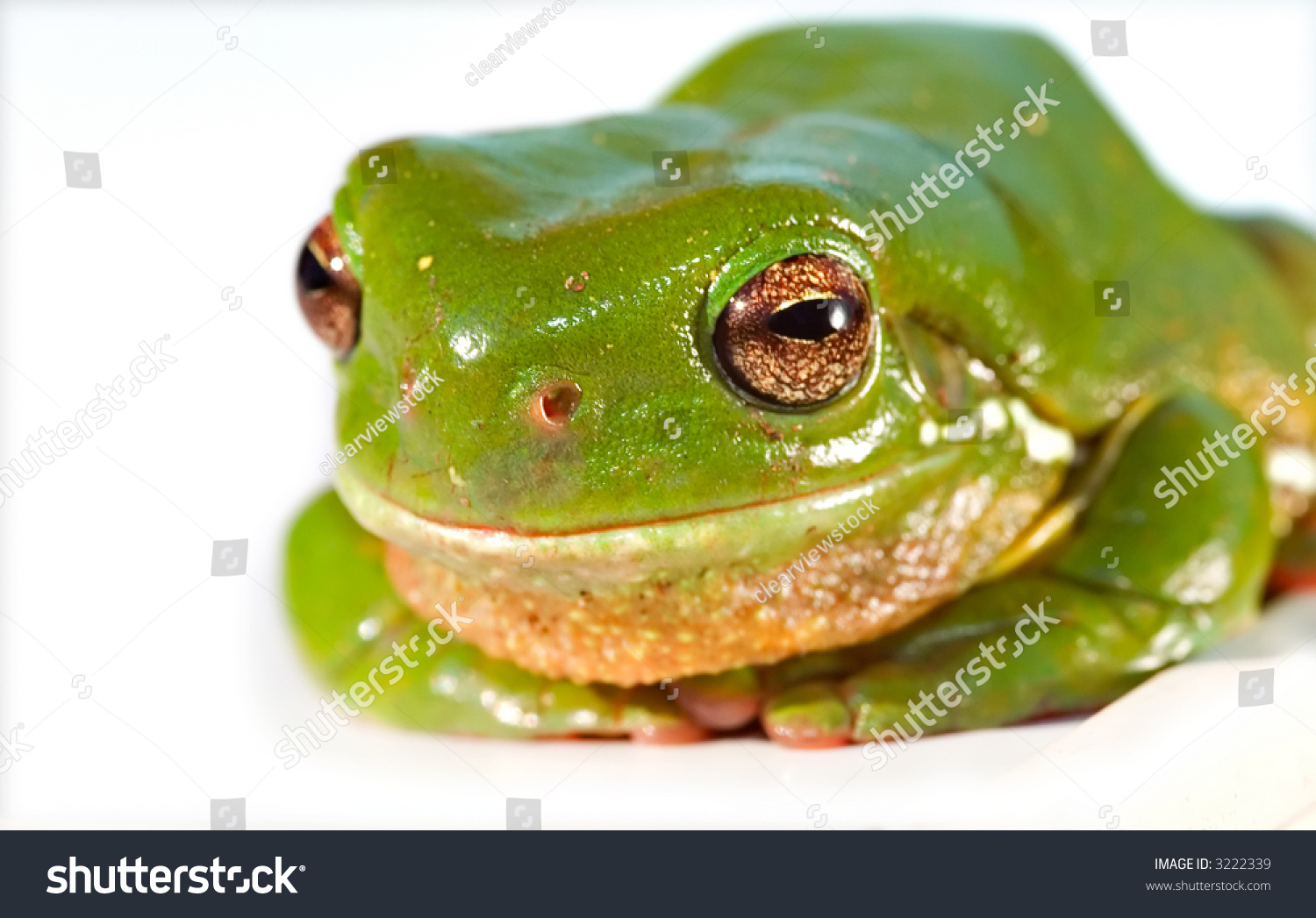 Big Green Tree Frog Litoria Caerula Stock Photo 3222339 | Shutterstock