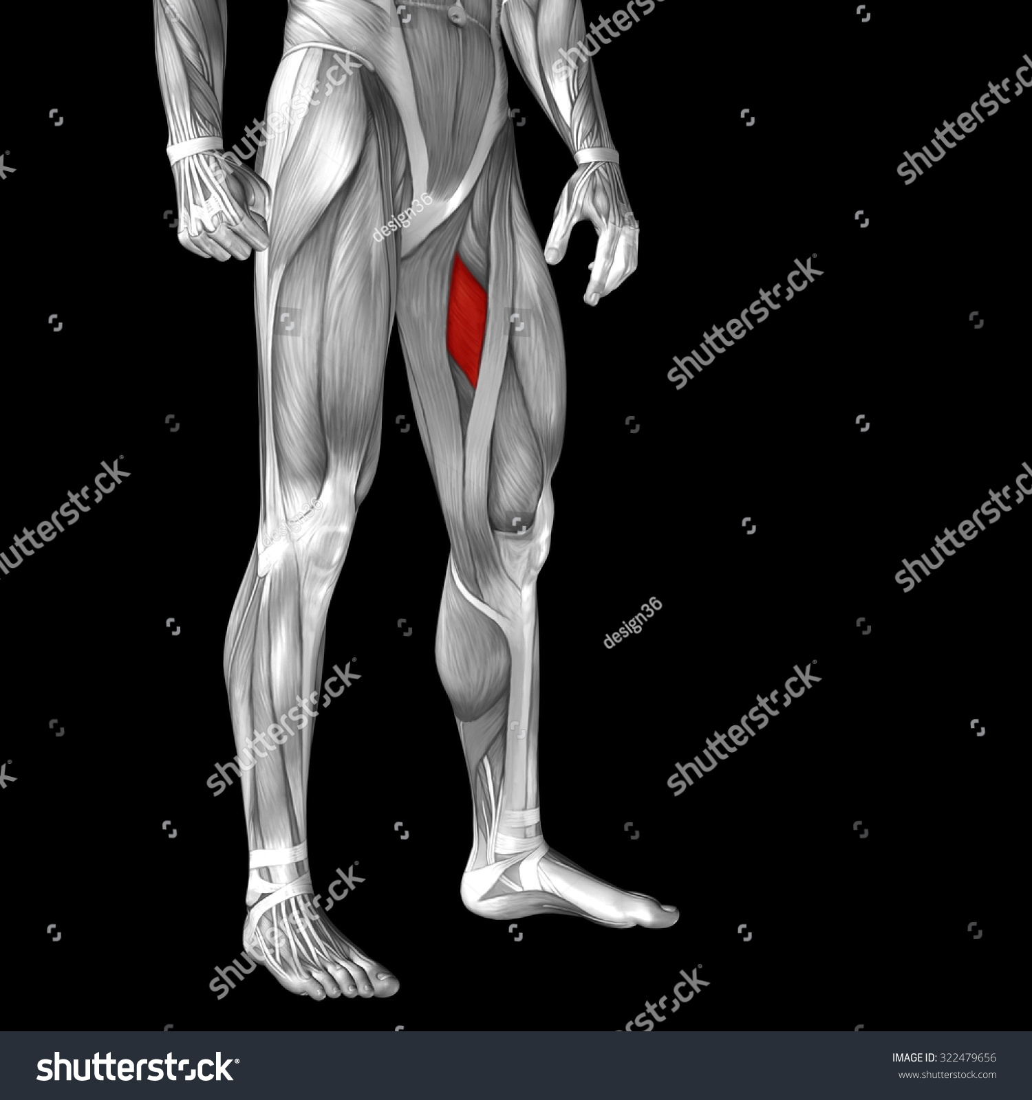 Conceptual 3d Adductor Longus Human Upper Stock Illustration 322479656 ...