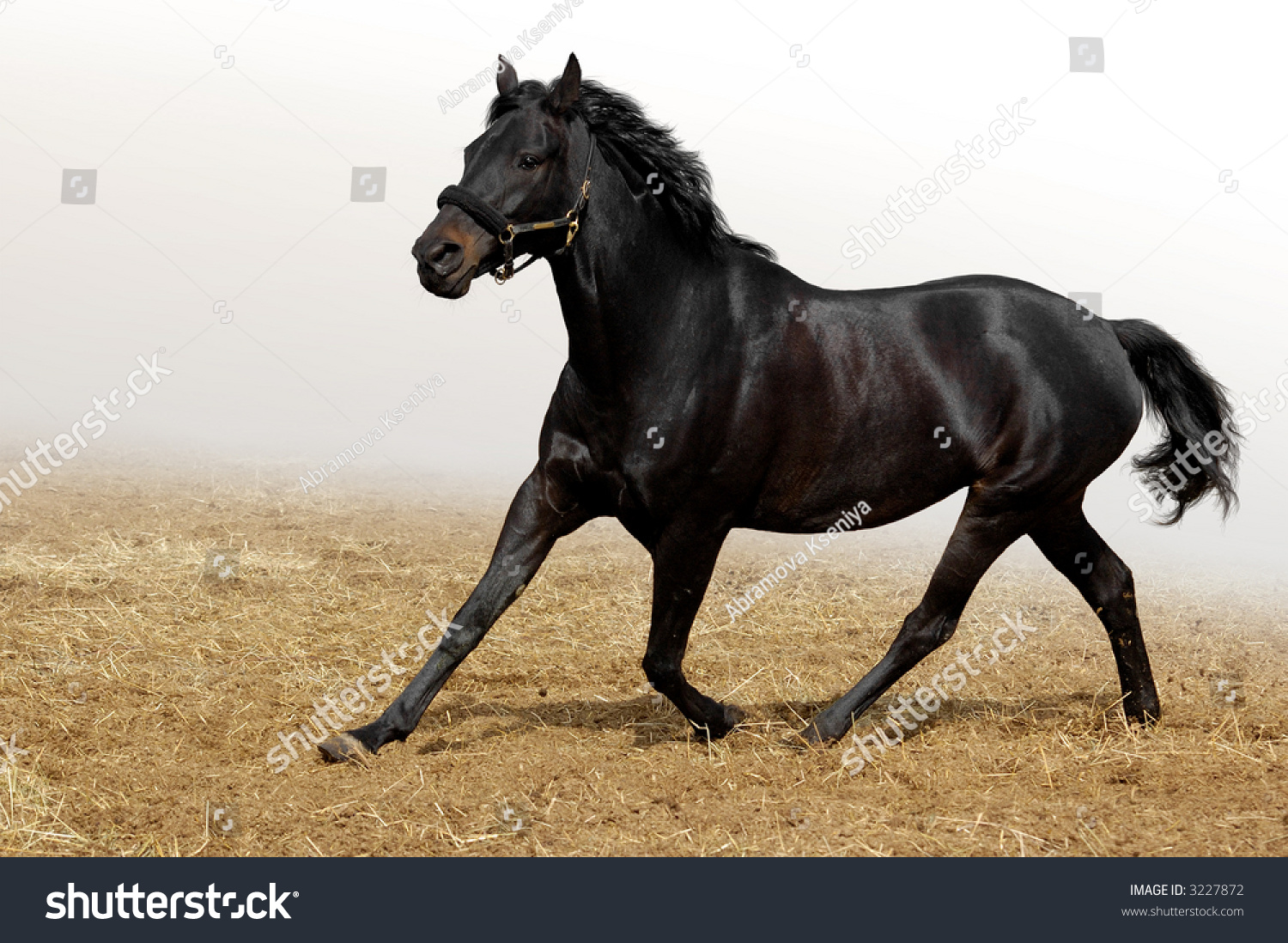 Англо Кабардинская порода лошадей
