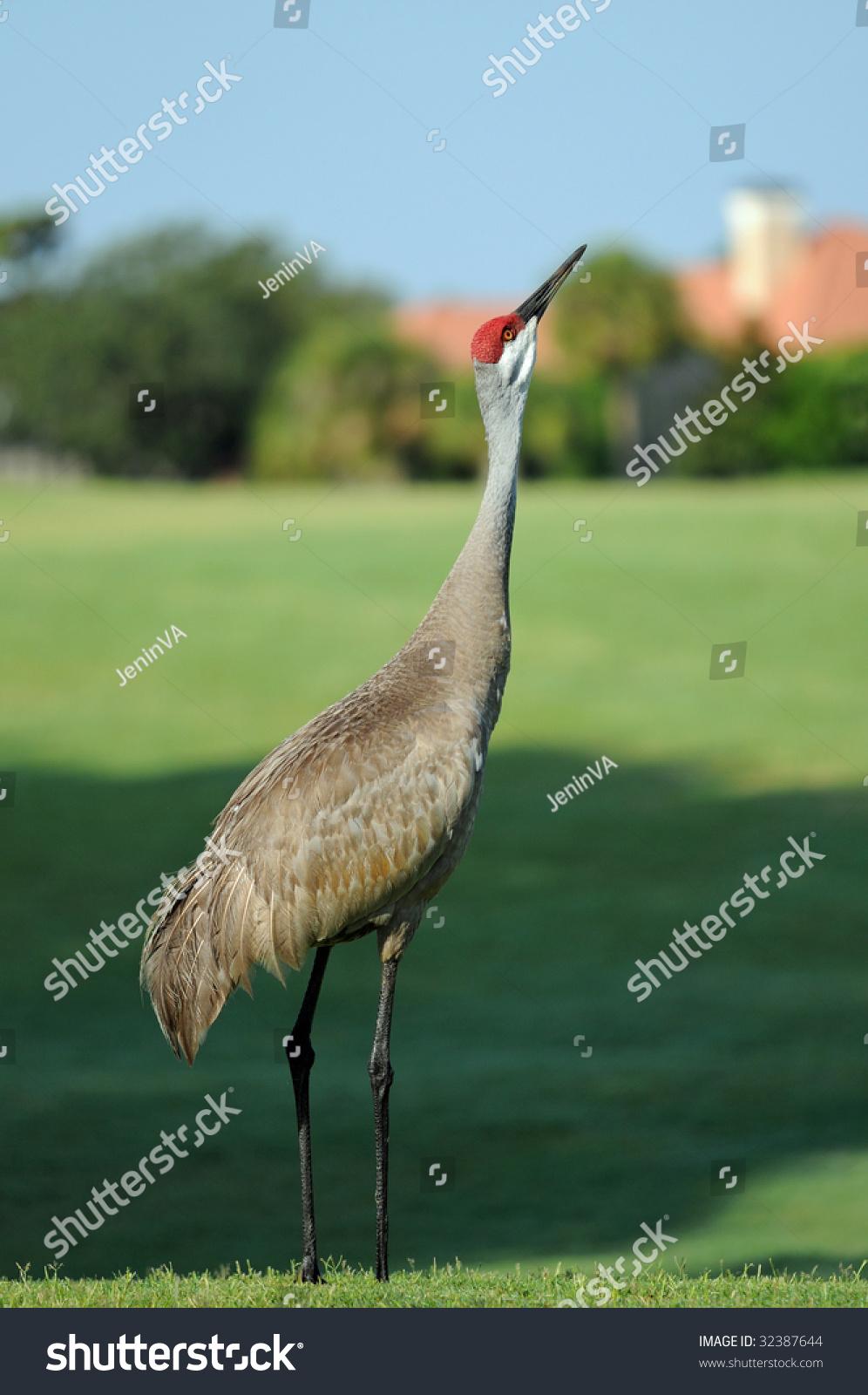 50 Golf Course Sandhill Crane Images, Stock Photos & Vectors | Shutterstock