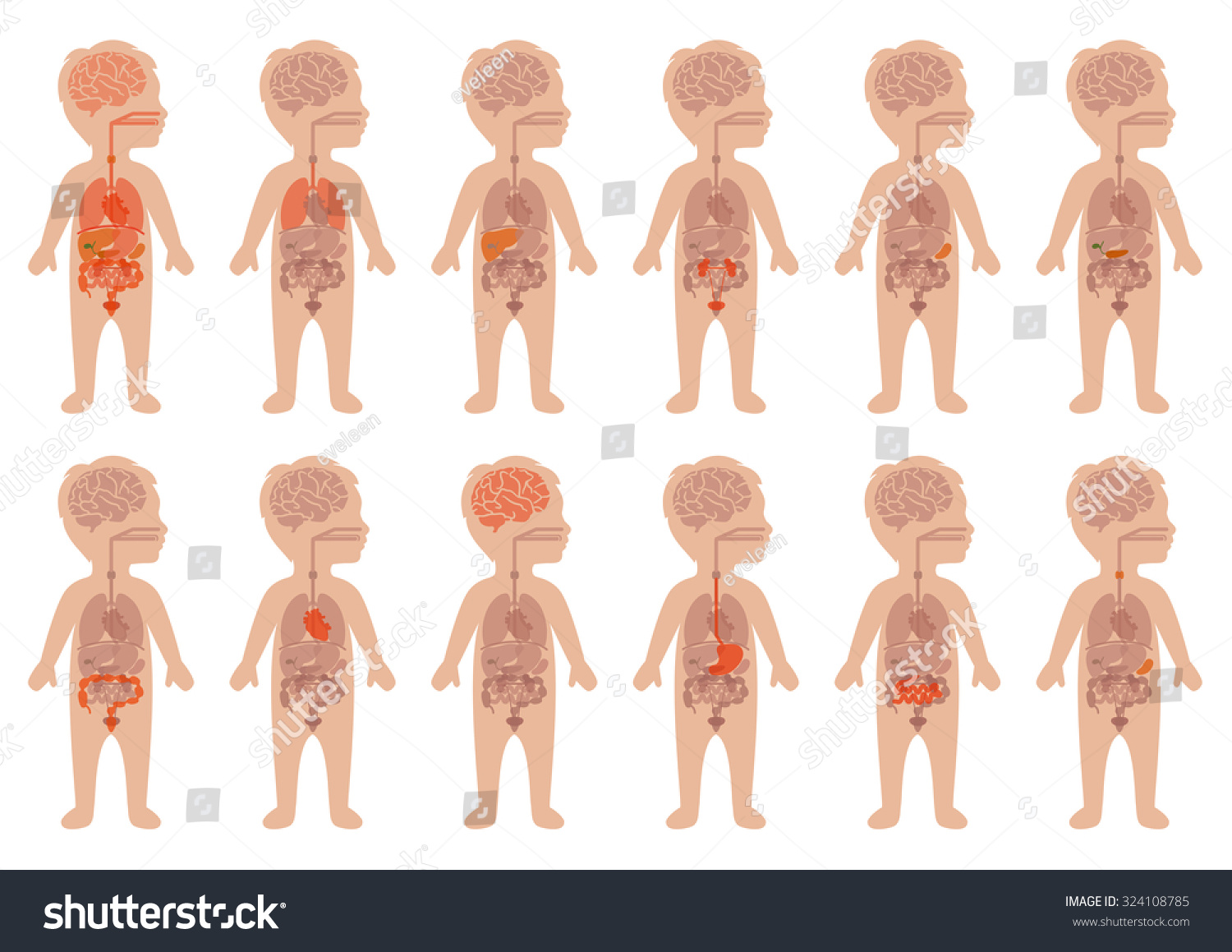 Тело ребенка анатомия