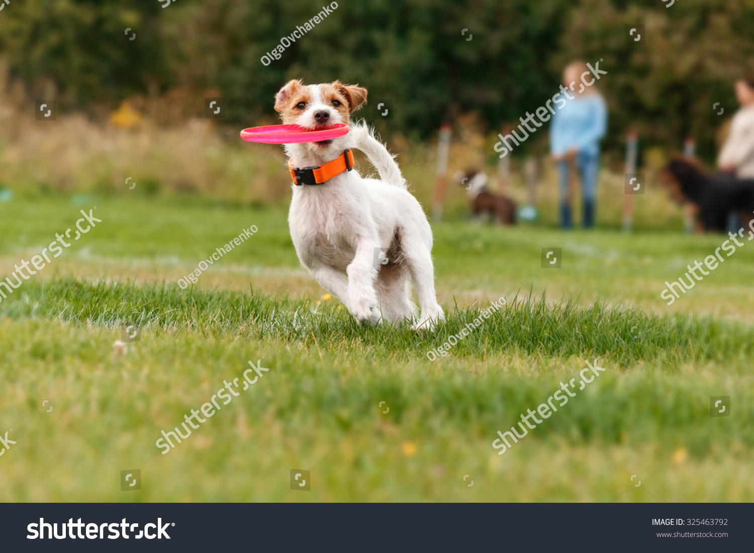 Jack Russell Terrier Catches Flying Disc Stock Photo 325463792 ...