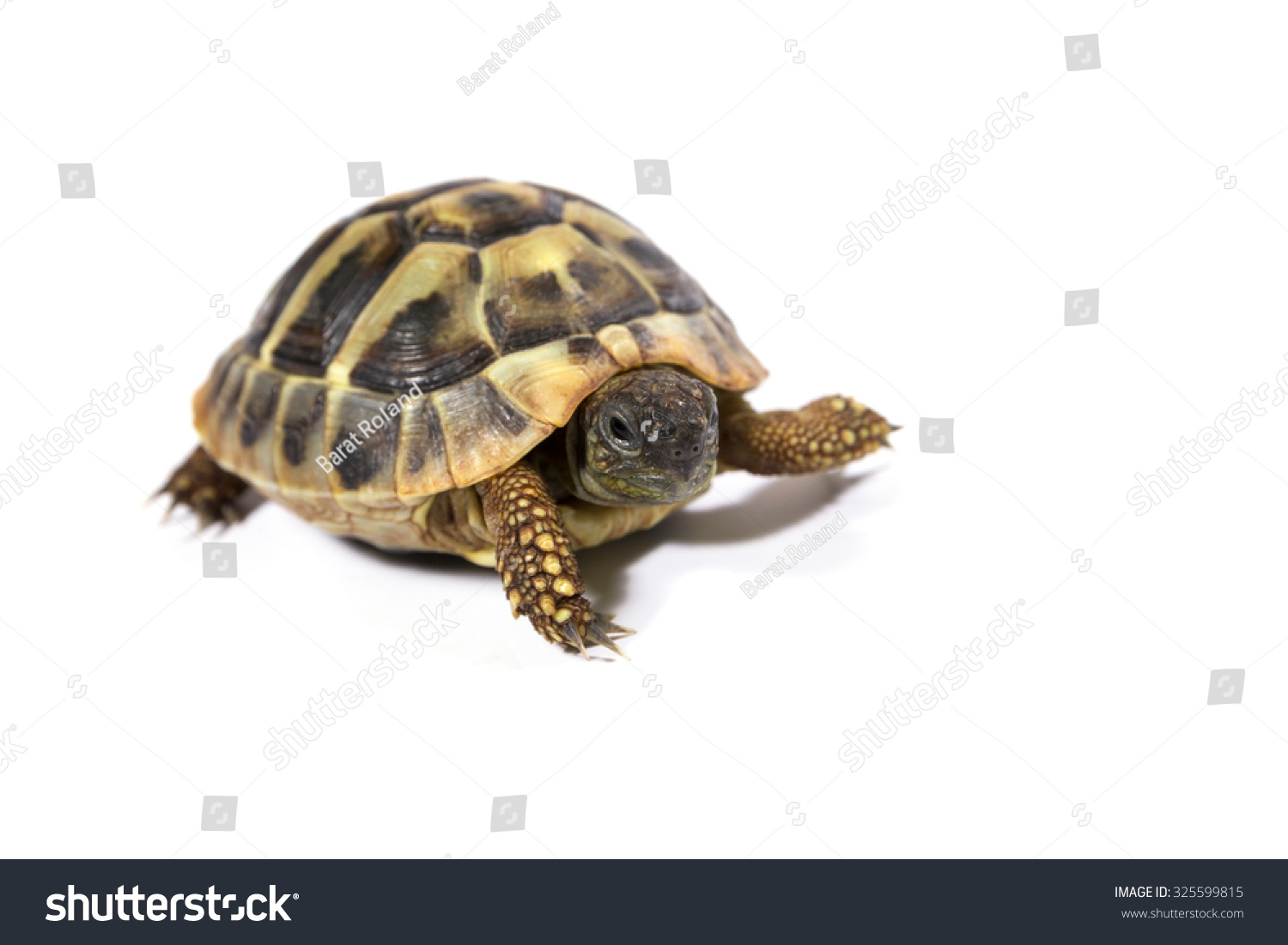 Tortoise On White Background Stock Photo 325599815 | Shutterstock