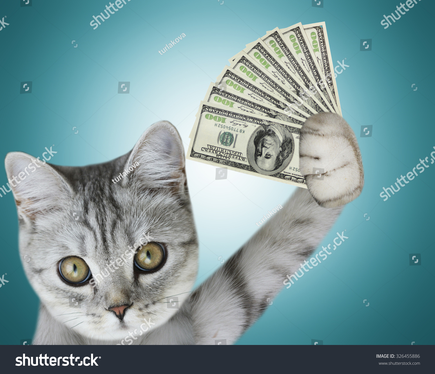 Money pet