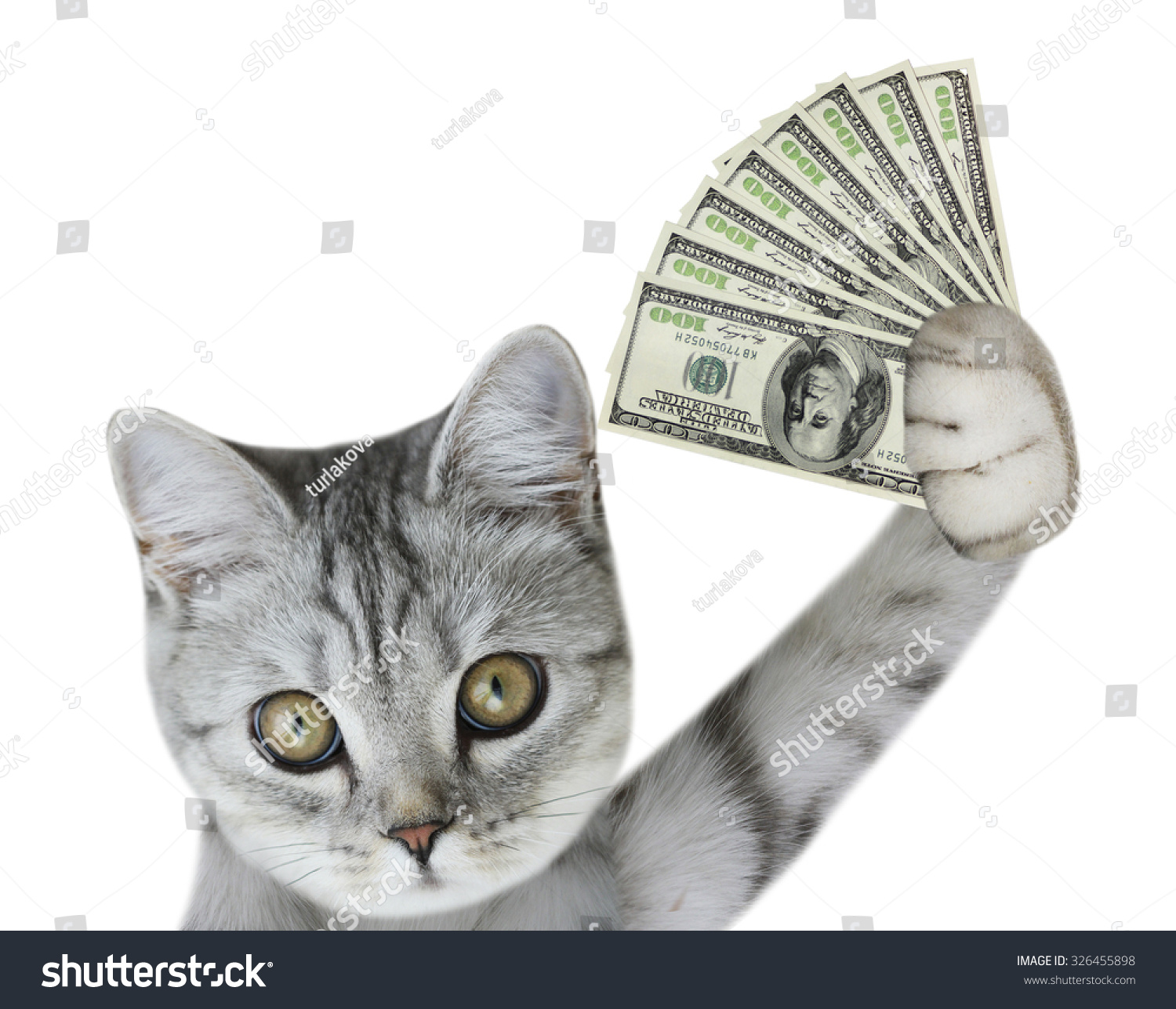 Кот в лапе деньги