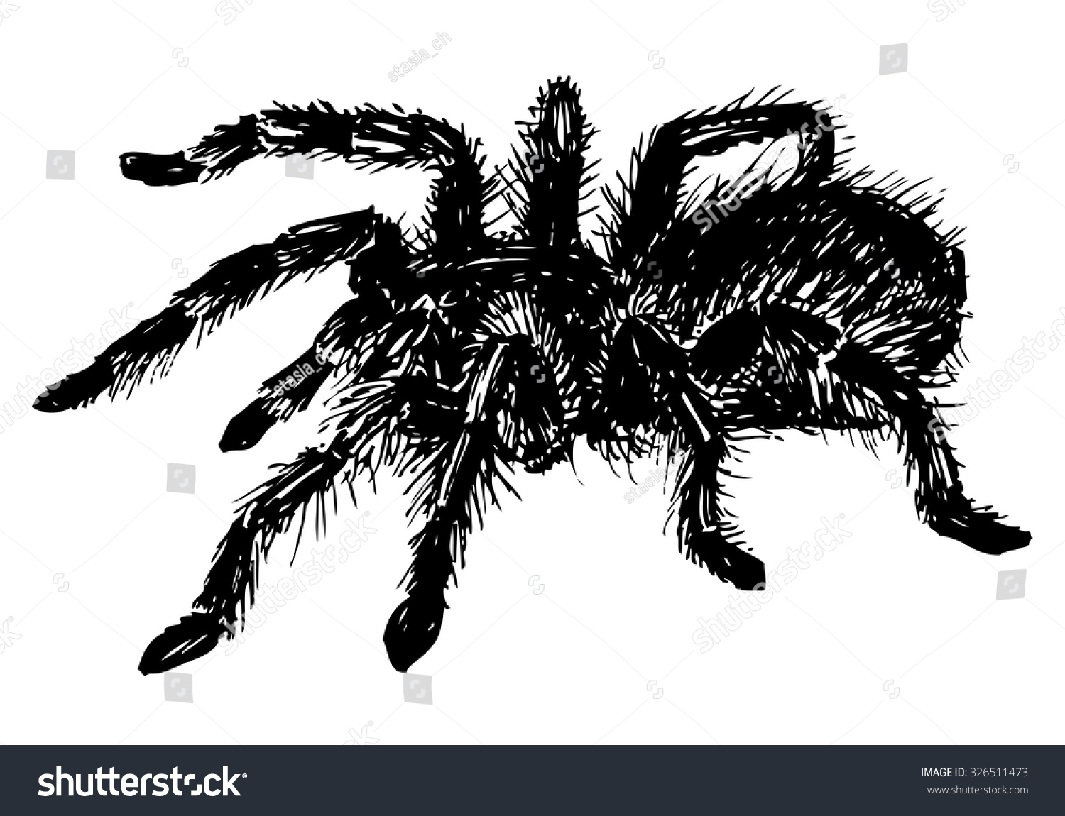 Рисунки тарантула чёрно белые