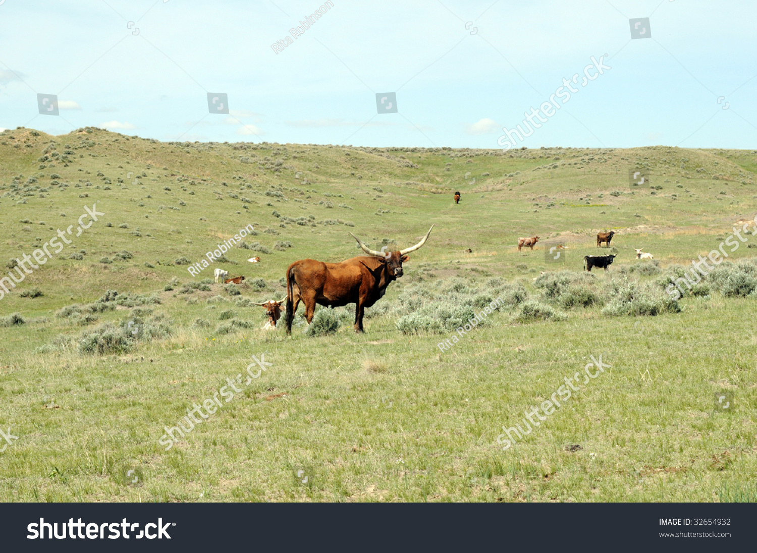 Longhorn Cattle Grasslands Wildflower Landscape Stock Photo 32654932 ...