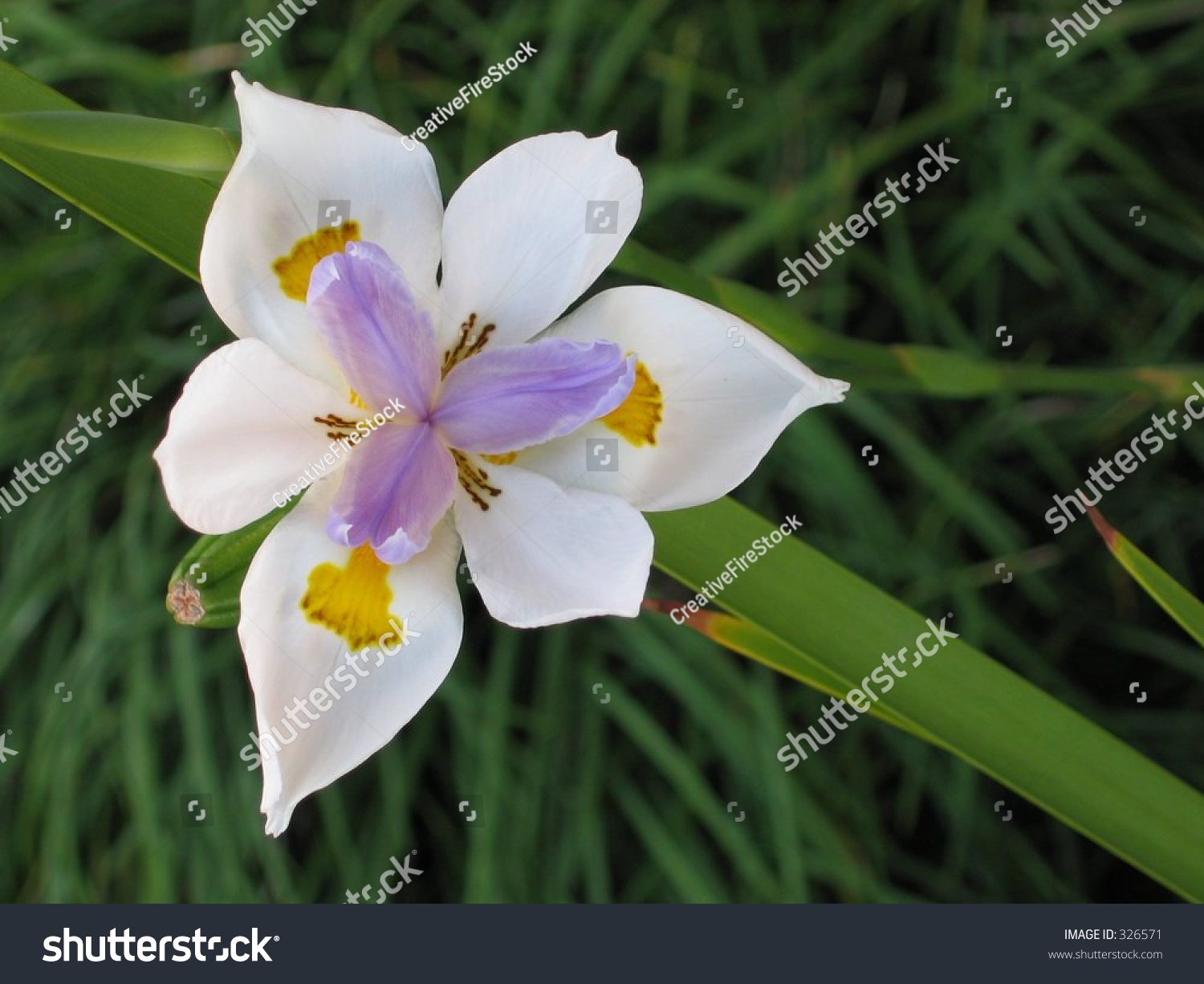 Dietes Tricolor Flower Stock Photo 326571 | Shutterstock