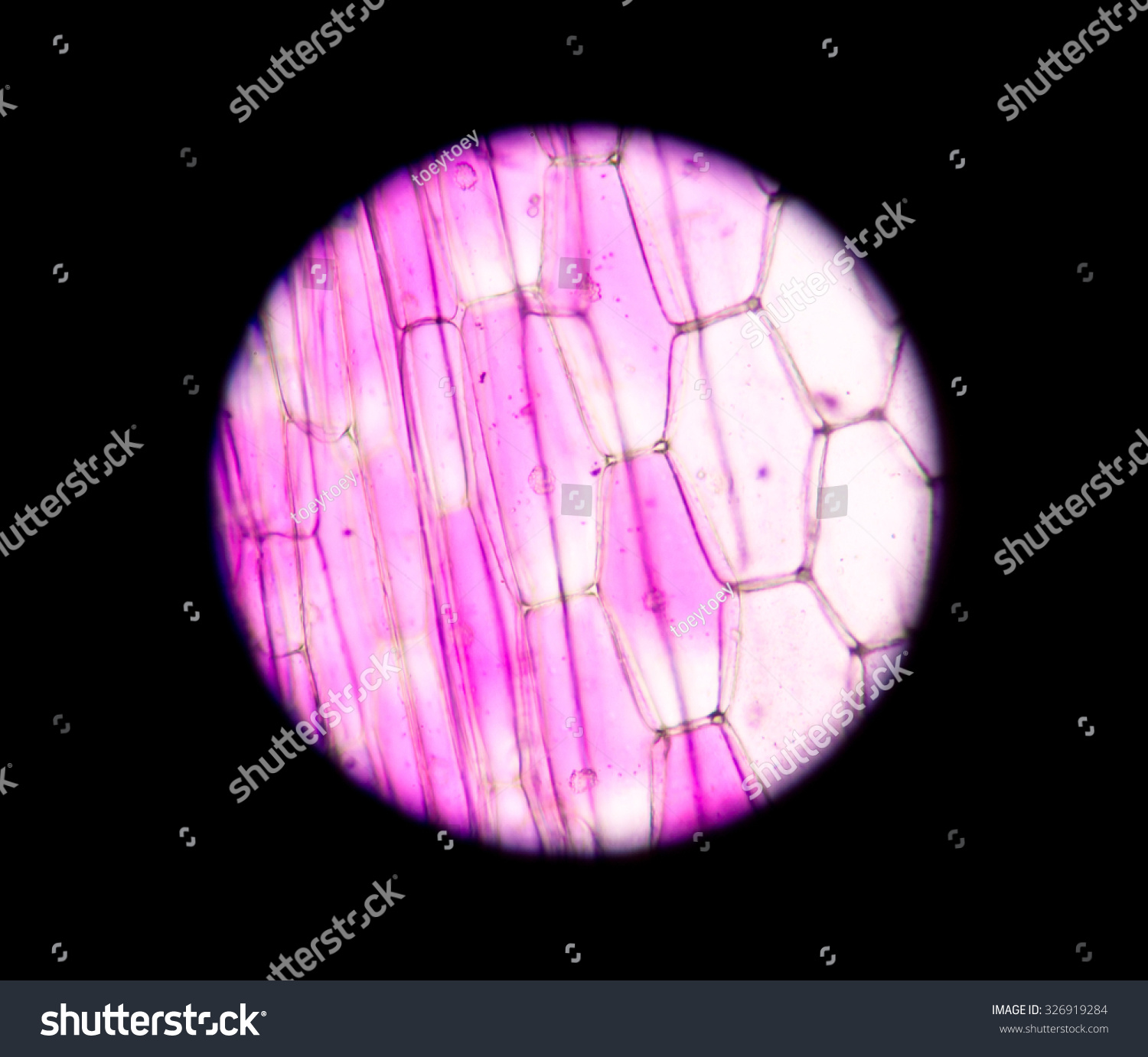 Real Photo Plant Cells Stomapink Plants Stock Photo 326919284 ...