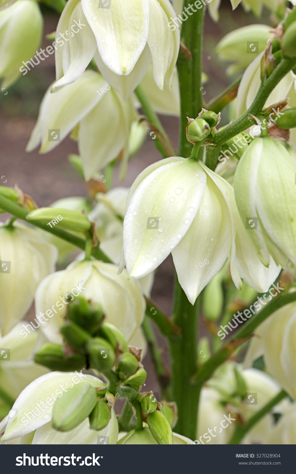 Yucca Filamentosa Plant Flowering Period Vertical Stock Photo 327028904 ...