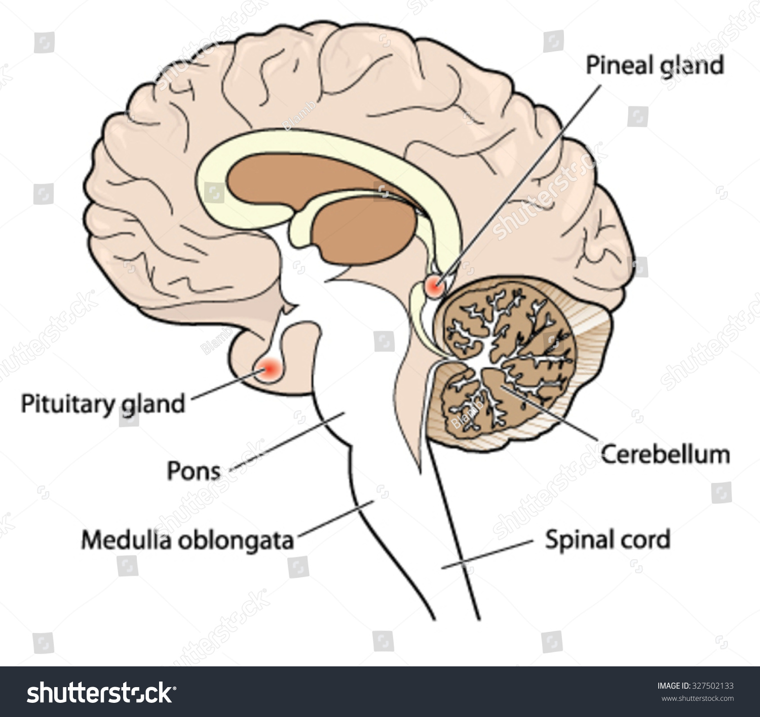 Cross Section Brain Showing Pituitary Pineal Vector Có Sẵn Miễn Phí Bản Quyền 327502133 0767