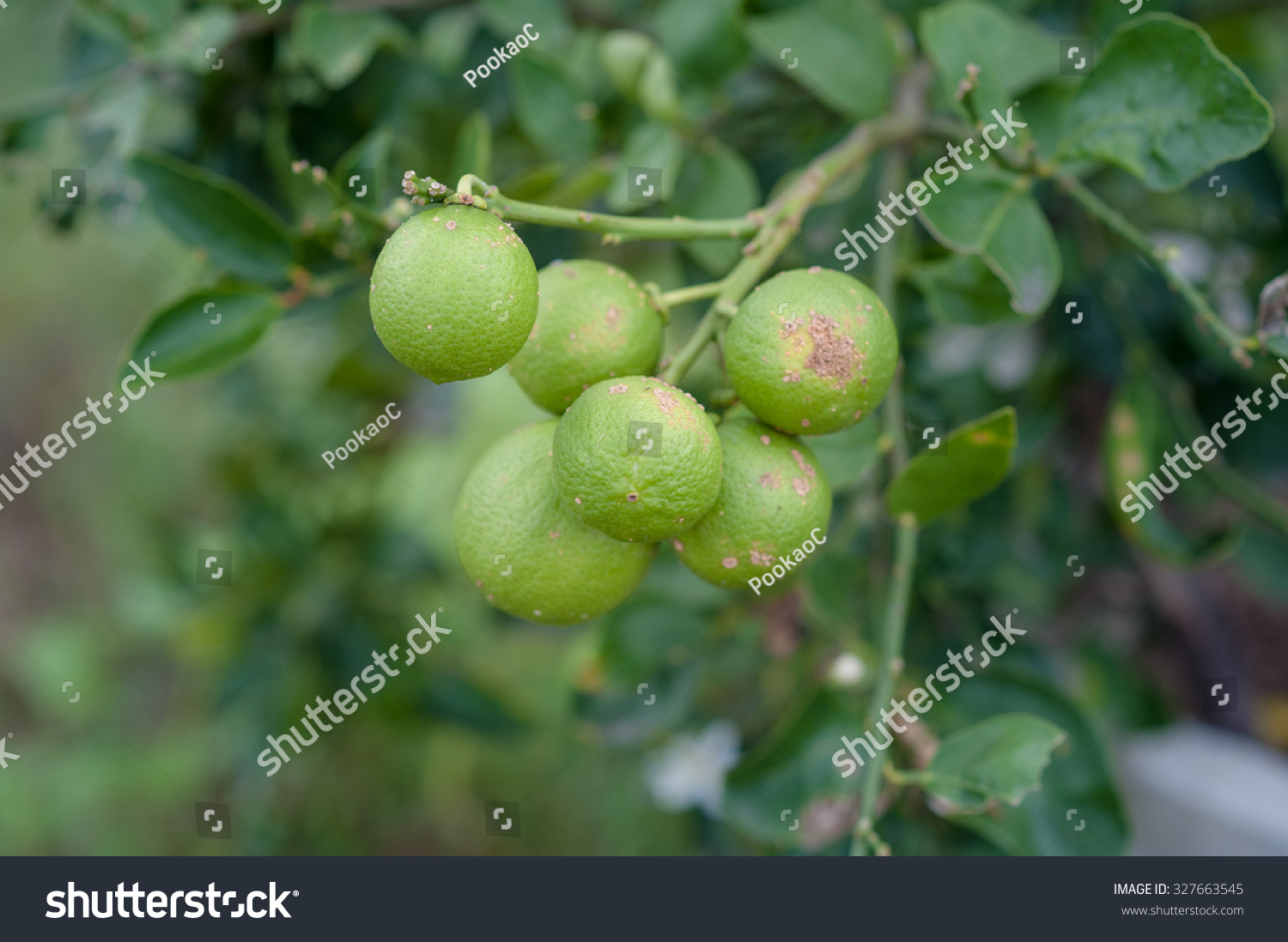 Fungal Diseases Lemon Stock Photo 327663545 | Shutterstock