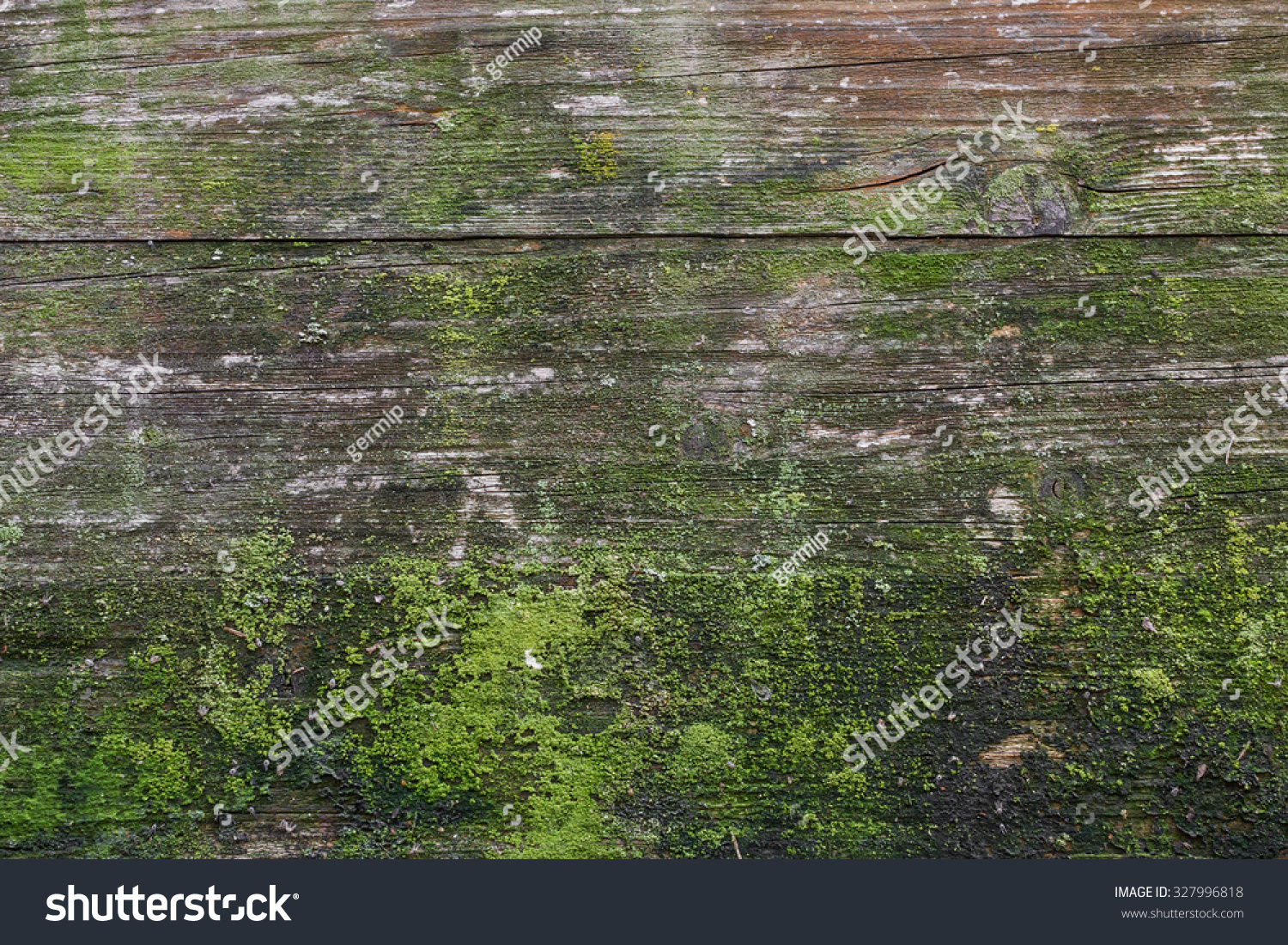 Moss Mold Affect Wood Panel Stock Photo 327996818 | Shutterstock