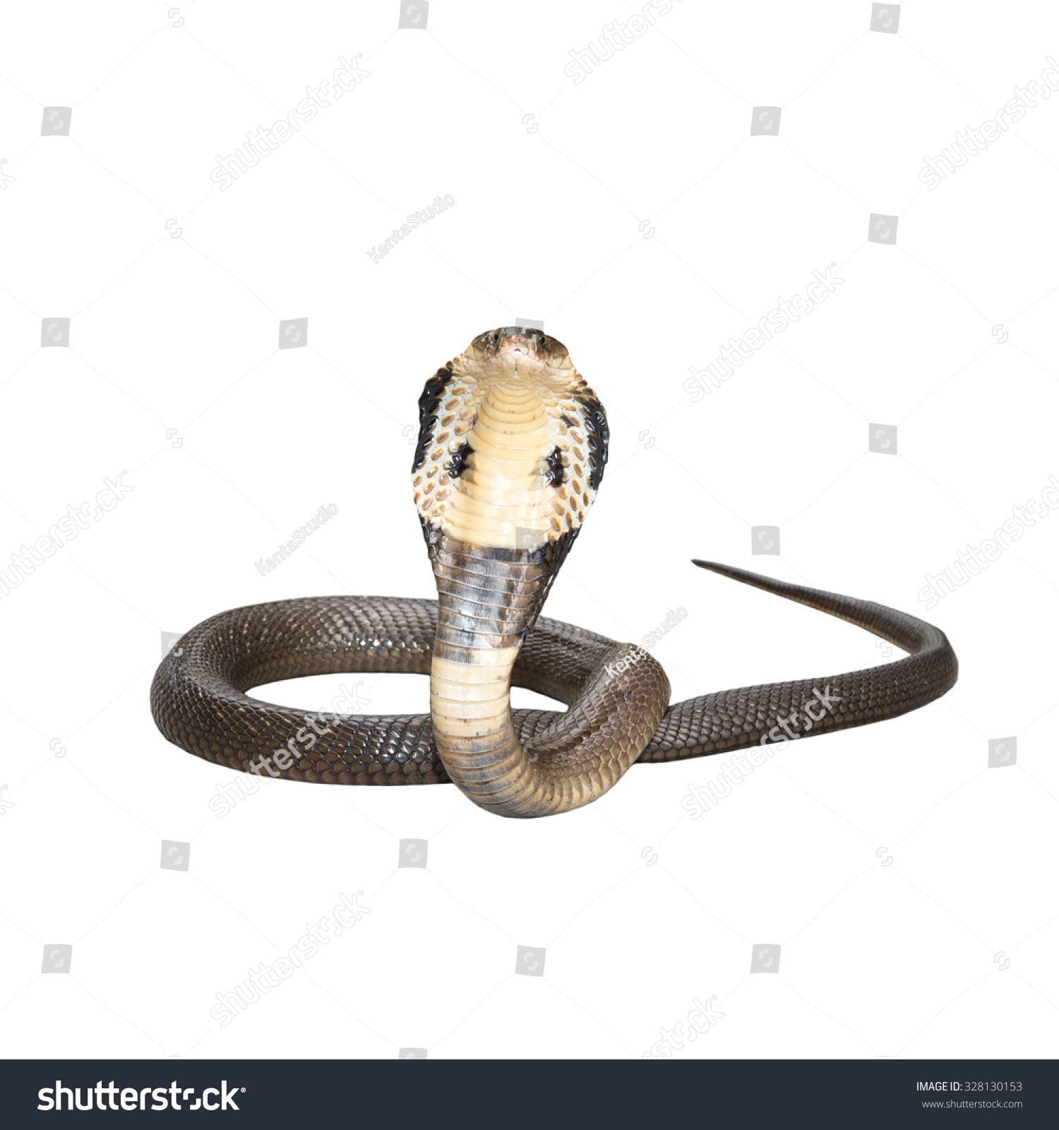 King Cobra Isolate On White Background Stock Photo 328130153 | Shutterstock