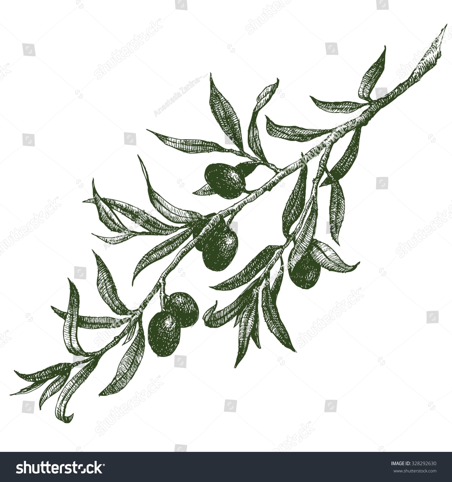 Оливковая ветвь эскиз